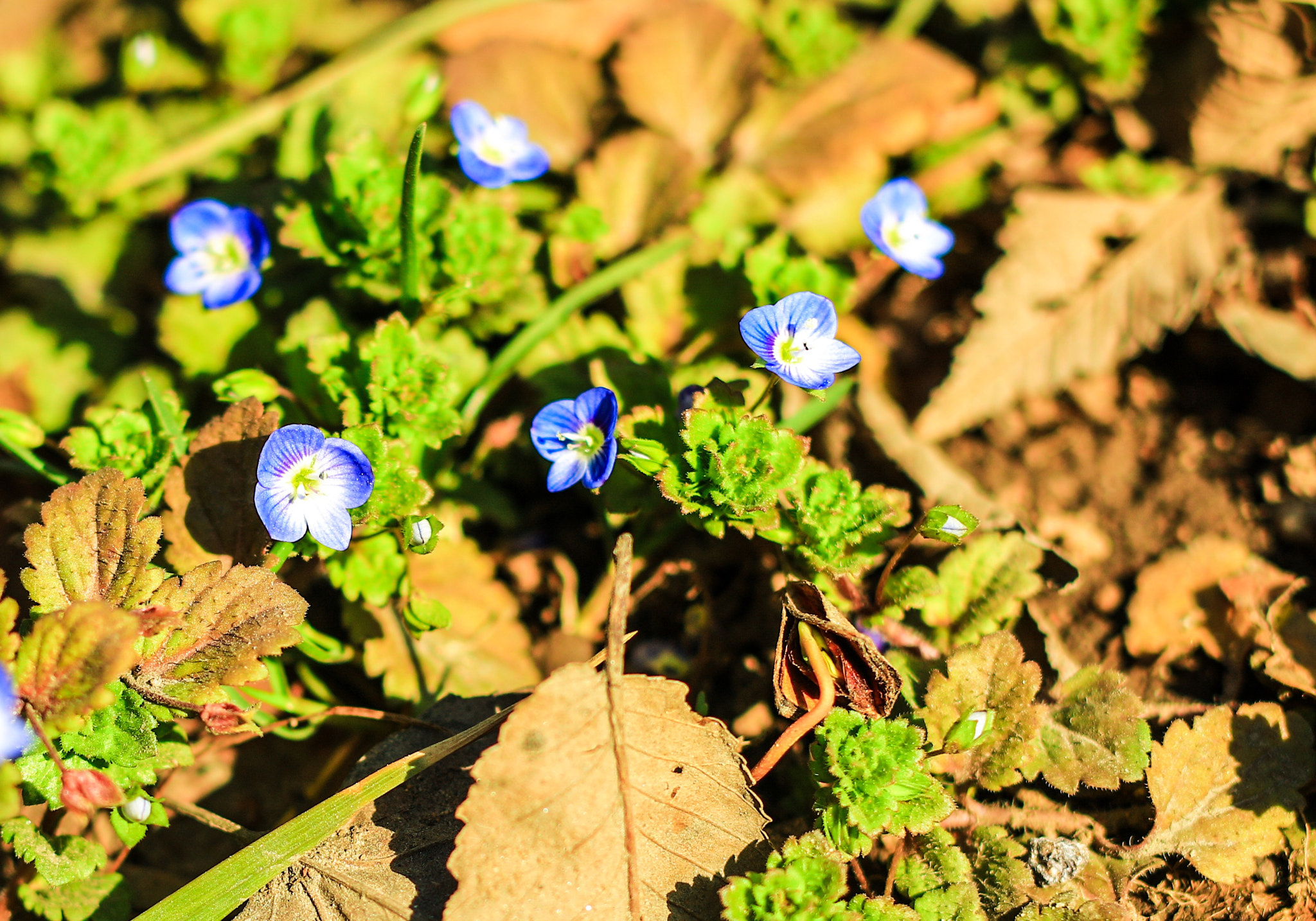 Canon EOS 5DS + ZEISS Milvus 50mm F1.4 sample photo