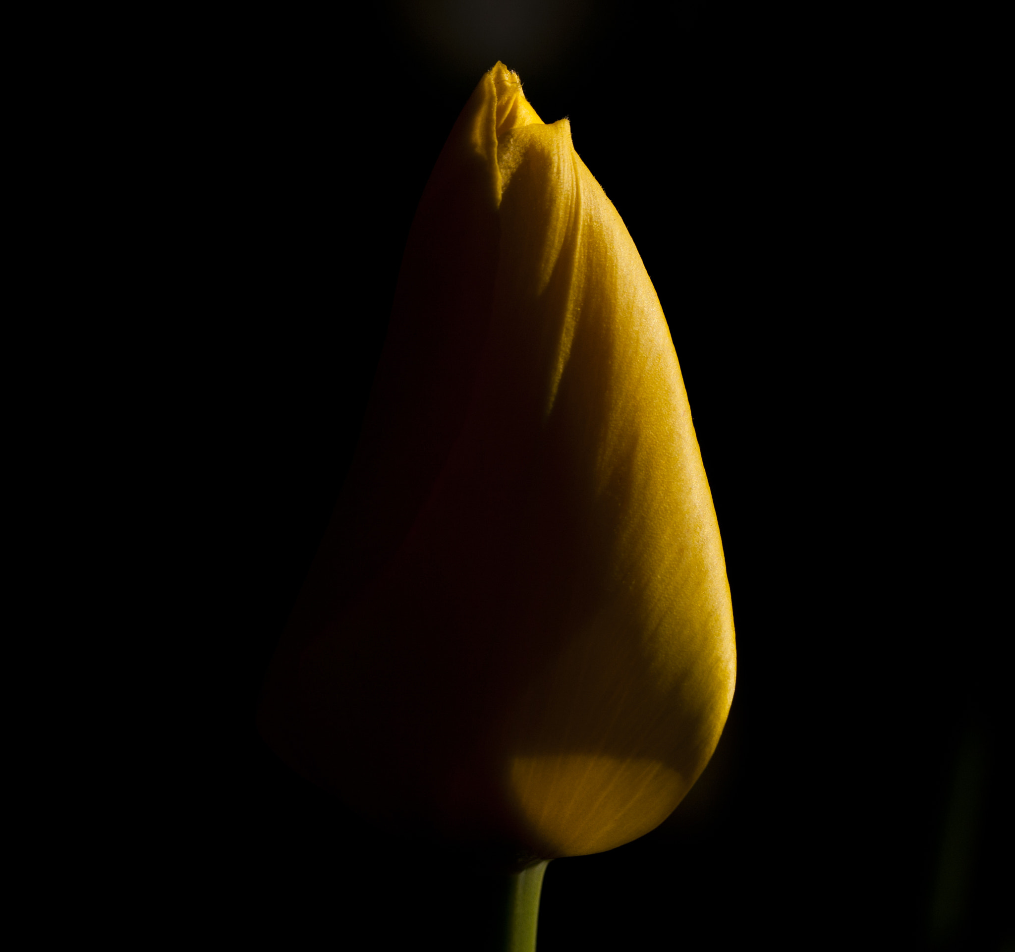 Canon EOS 40D + Canon EF 100mm F2.8L Macro IS USM sample photo. 含苞待放的郁金香，好像少女的曲线。 photography