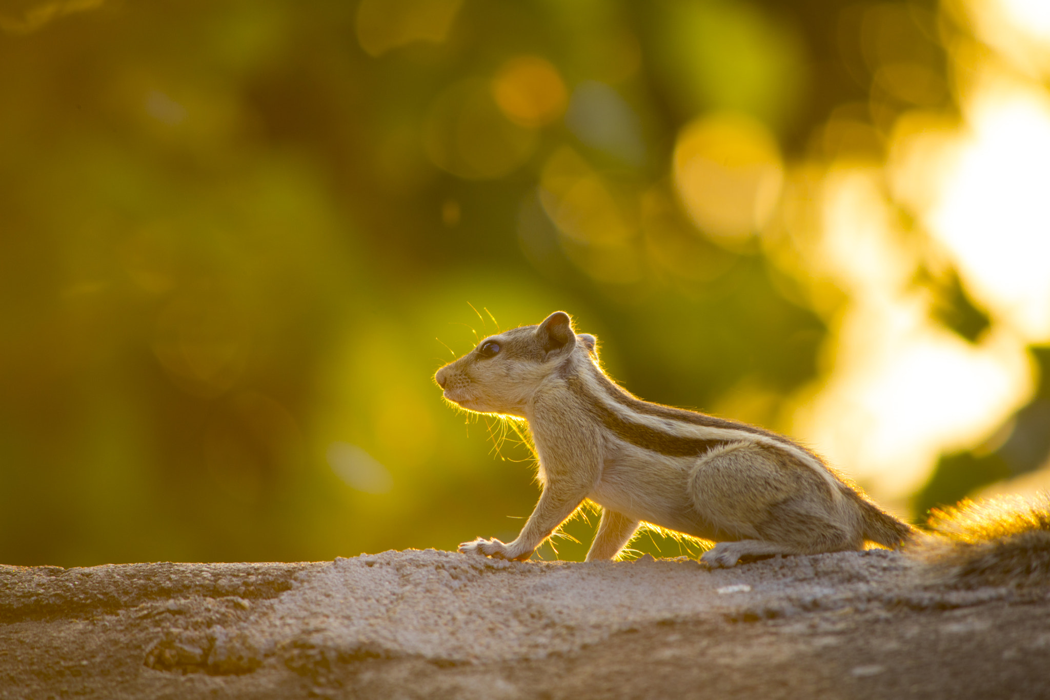 Canon EOS 750D (EOS Rebel T6i / EOS Kiss X8i) sample photo. Squirrel photography