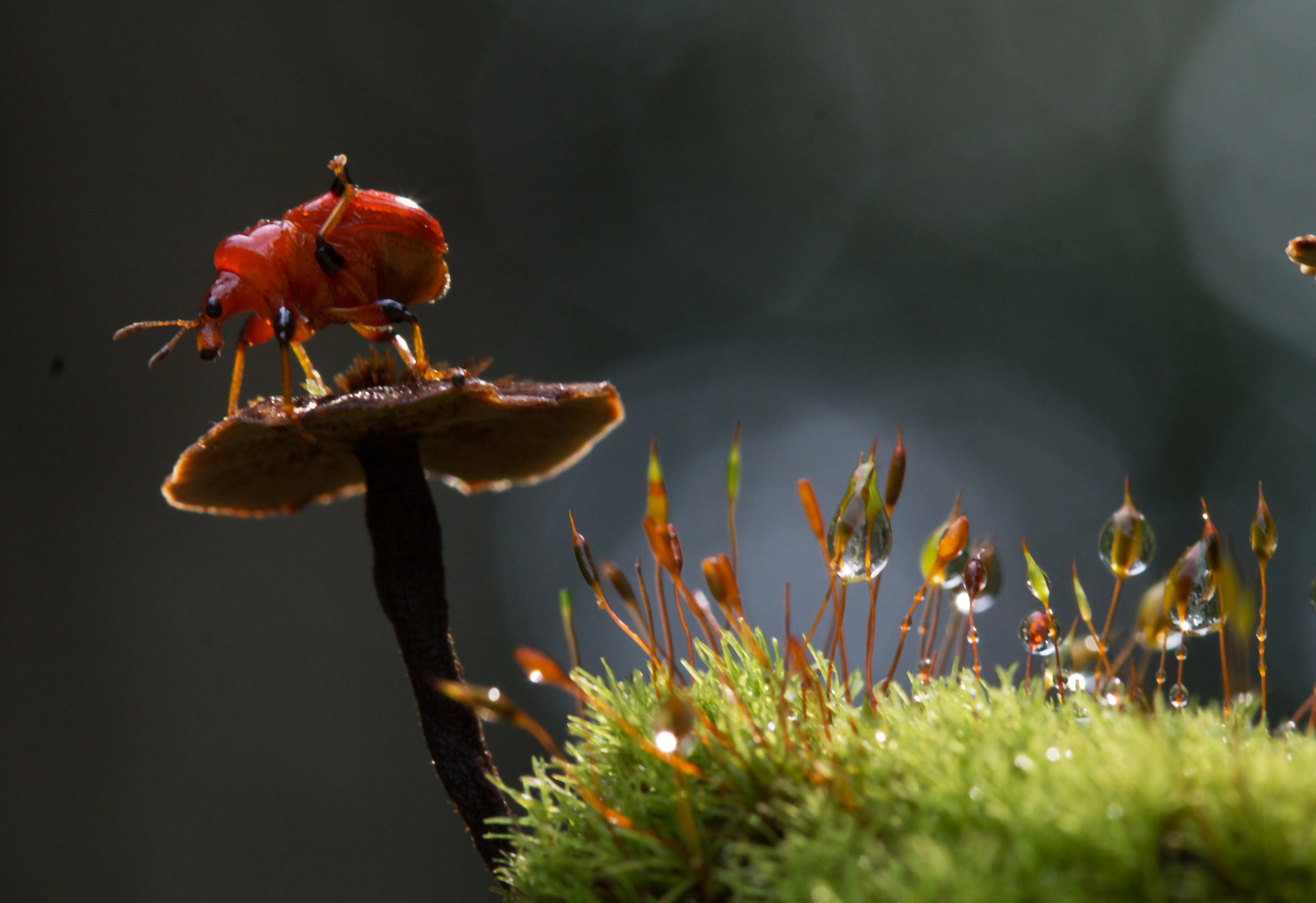 Canon EF 100mm F2.8 Macro USM sample photo. Itchy photography