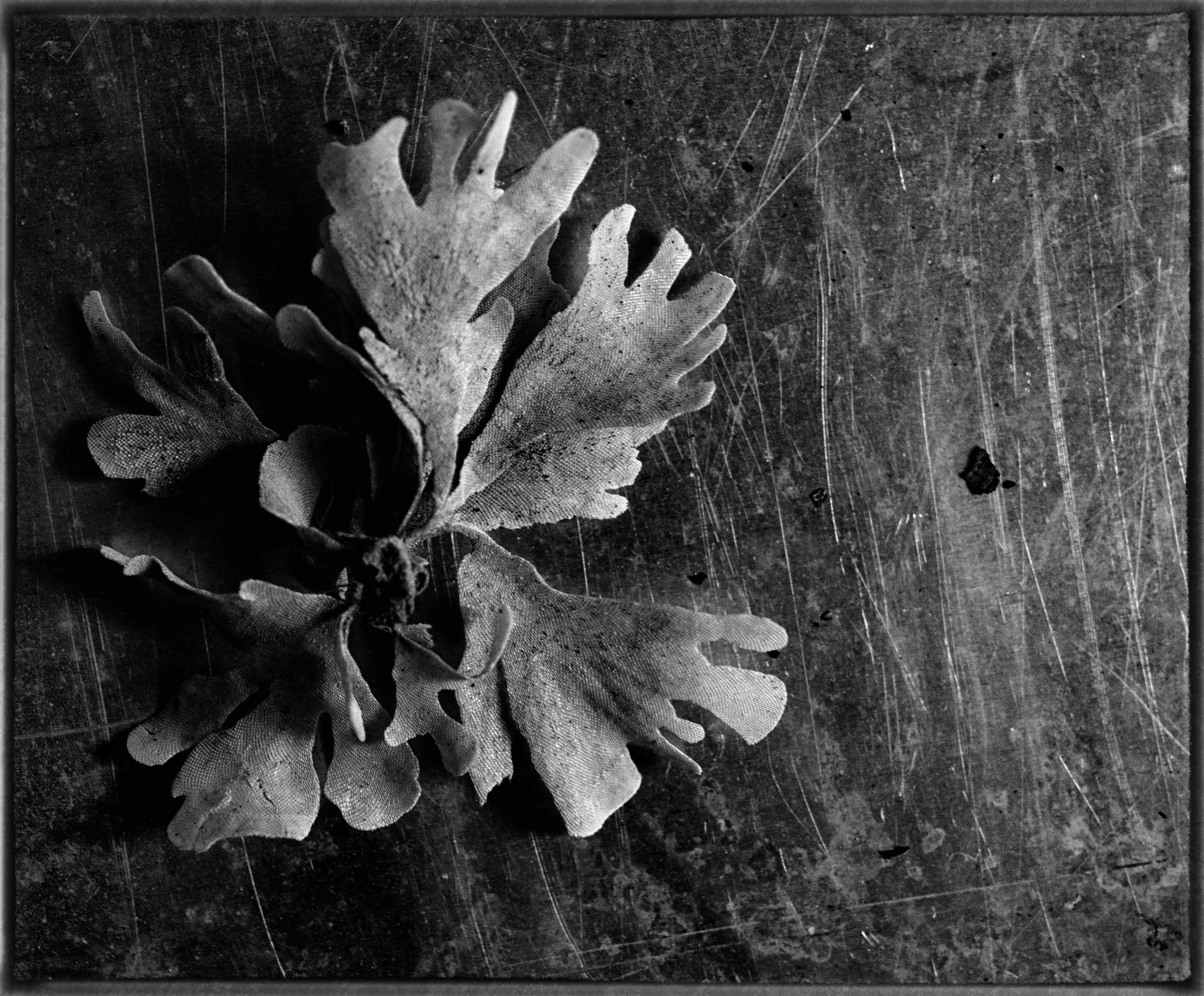 Canon EF 24mm F2.8 IS USM sample photo. Seaweed photography