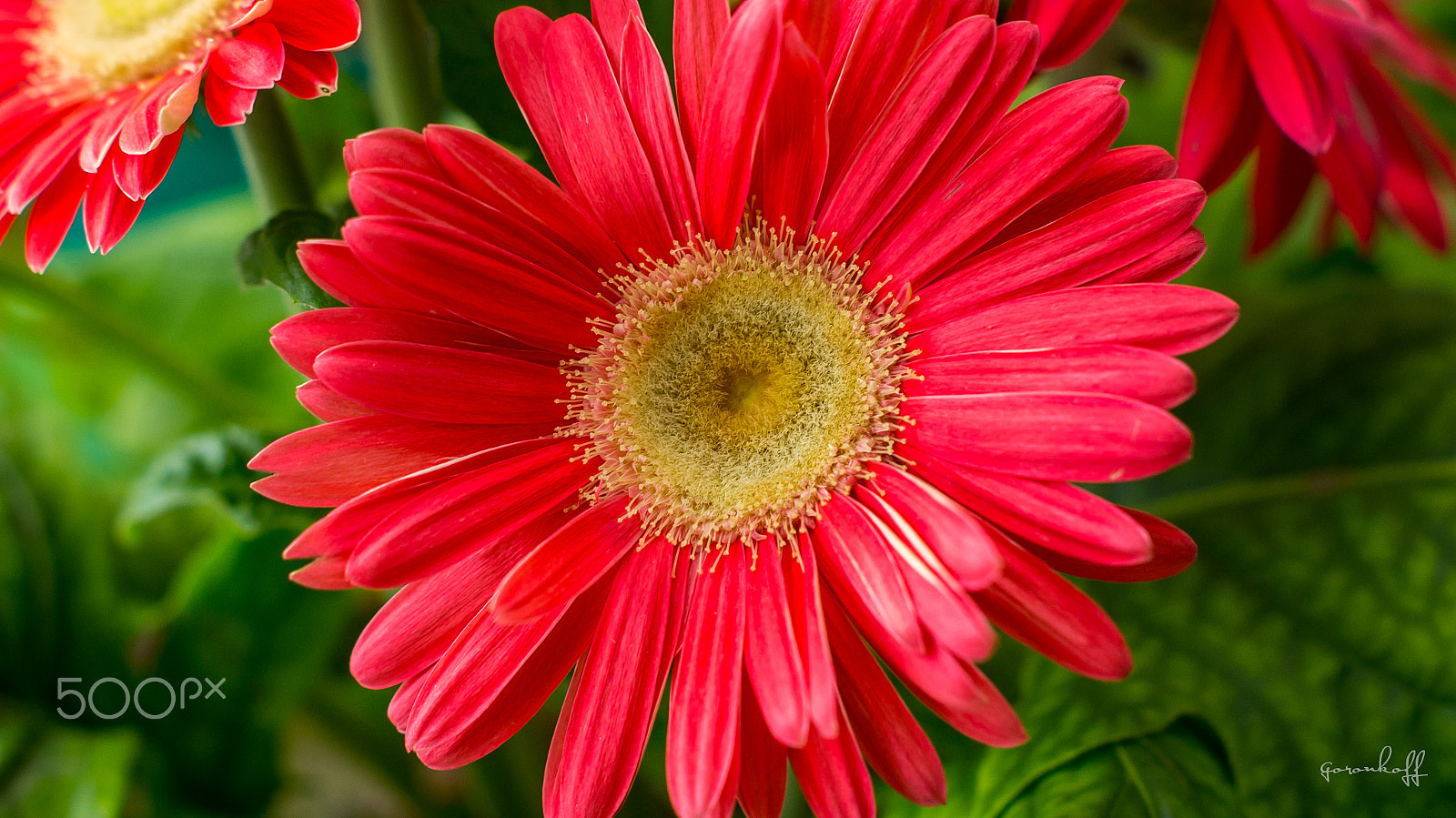 Sony SLT-A35 + Sony DT 50mm F1.8 SAM sample photo. Red flower photography