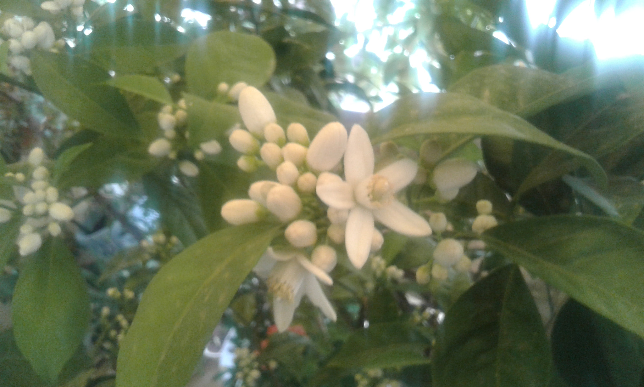 Samsung Galaxy Core2 sample photo. Orange flowers photography