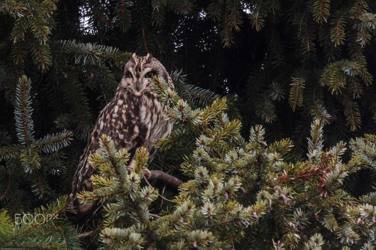 Sigma 50-500mm f/4-6.3 APO HSM EX sample photo. Short - eared owl perched photography