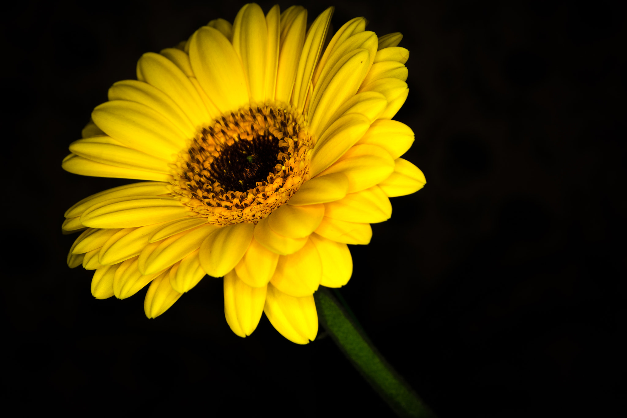 Sigma 17-70mm F2.8-4 DC Macro OS HSM sample photo. Yellow beauty  photography