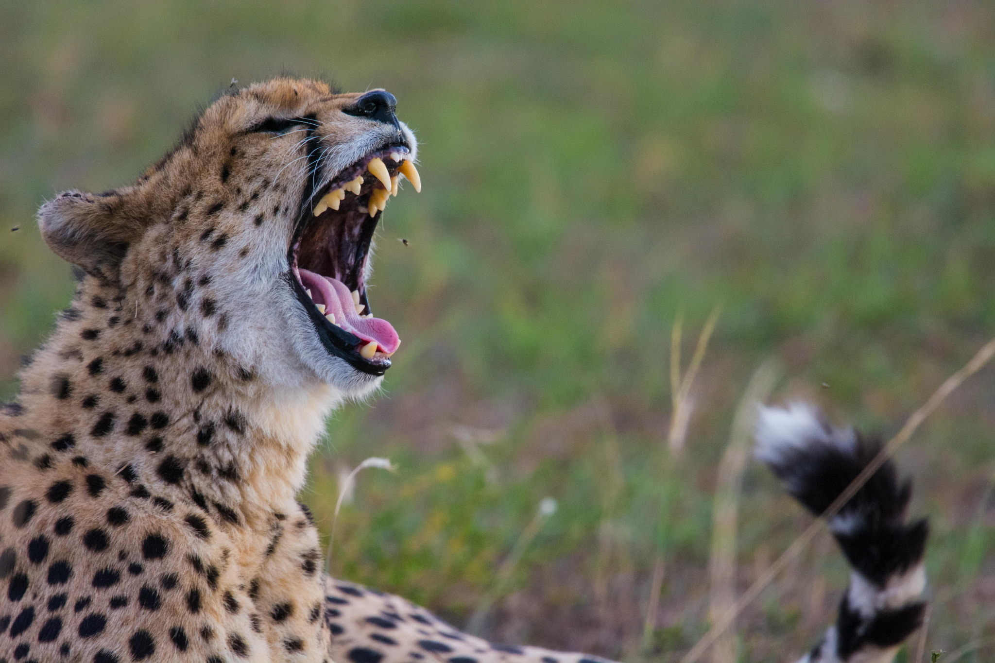 Nikon Nikkor AF-S 300mm F4E PF ED VR sample photo. Tired cheetah photography