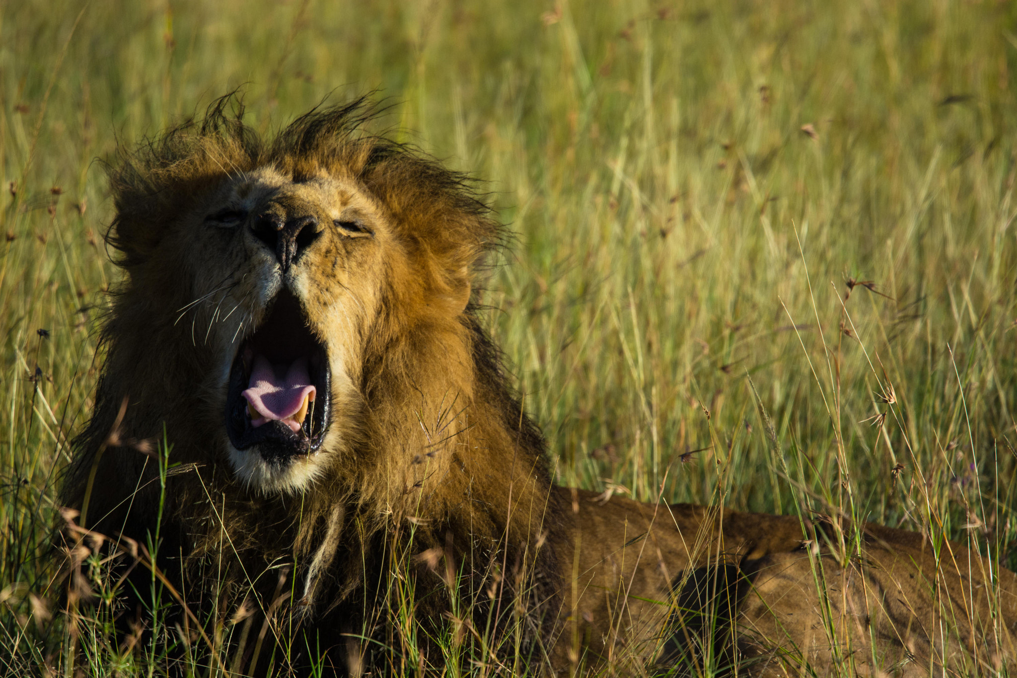 Nikon Nikkor AF-S 300mm F4E PF ED VR sample photo. The awakening photography