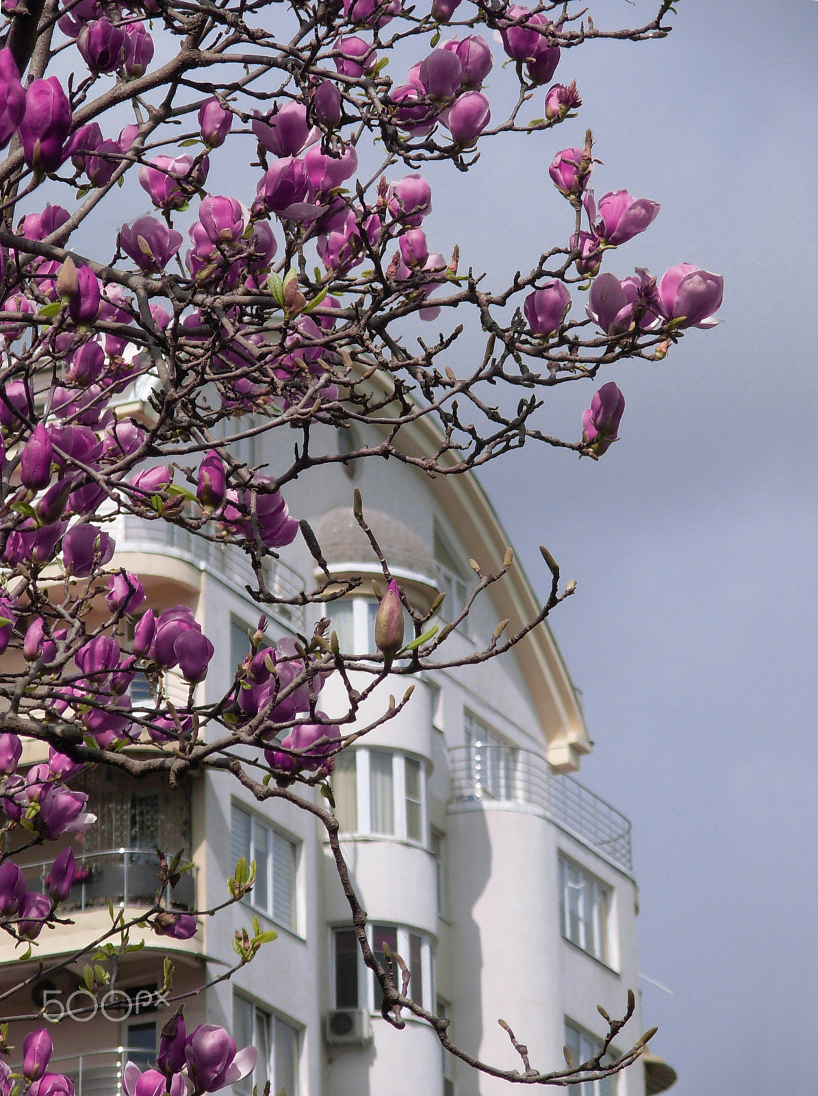 Nikon COOLPIX L5 sample photo. Spring in the city. blossoming tuliptree near an apartment building photography