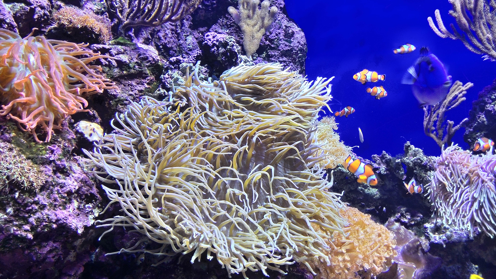 ASUS PadFone sample photo. Sea aquarium photography