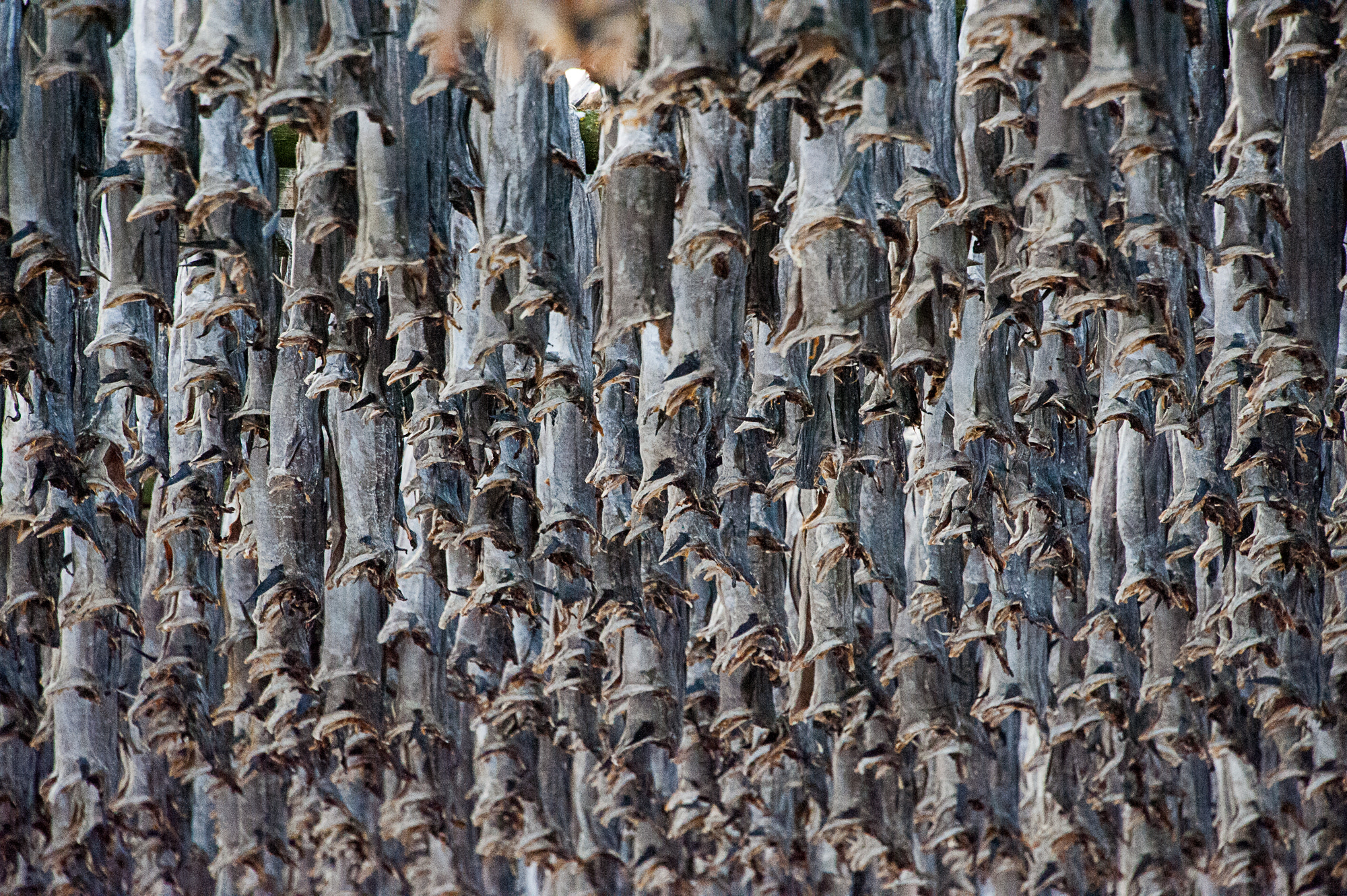 Nikon D3 sample photo. Dry fish photography