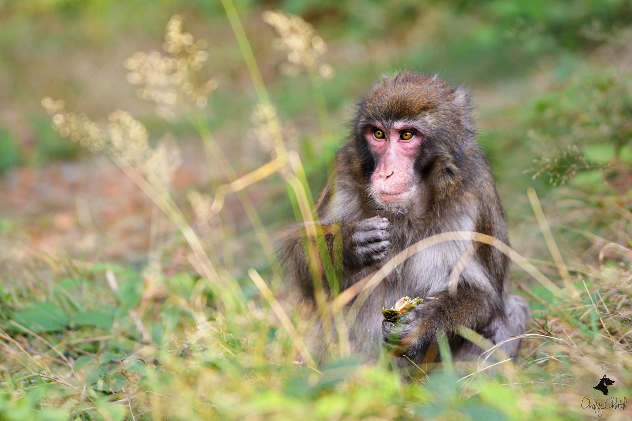 Nikon D7100 + IX-Nikkor 60-180mm f/4-5.6 sample photo. Macaque ruddy photography