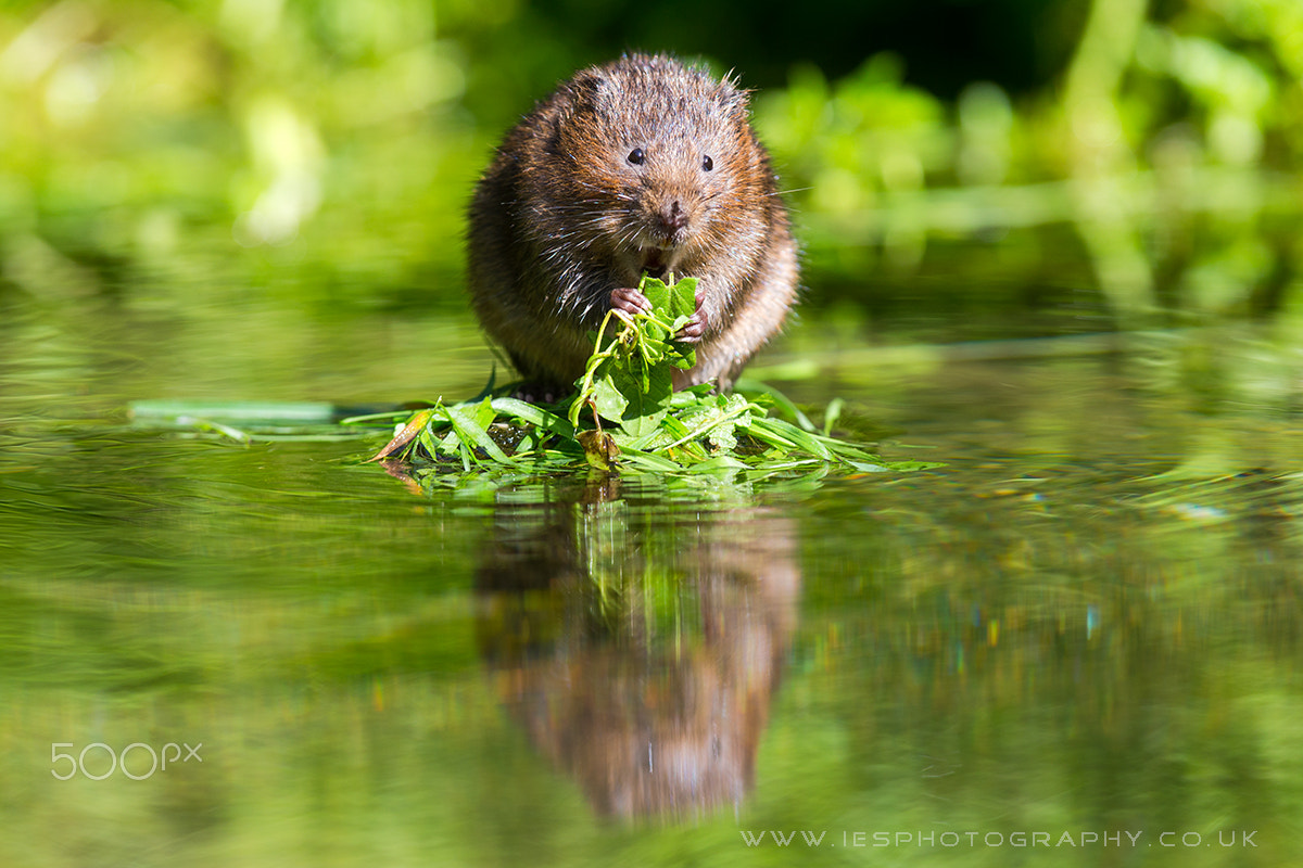Canon EF 300mm F2.8L IS USM sample photo. Water vole photography