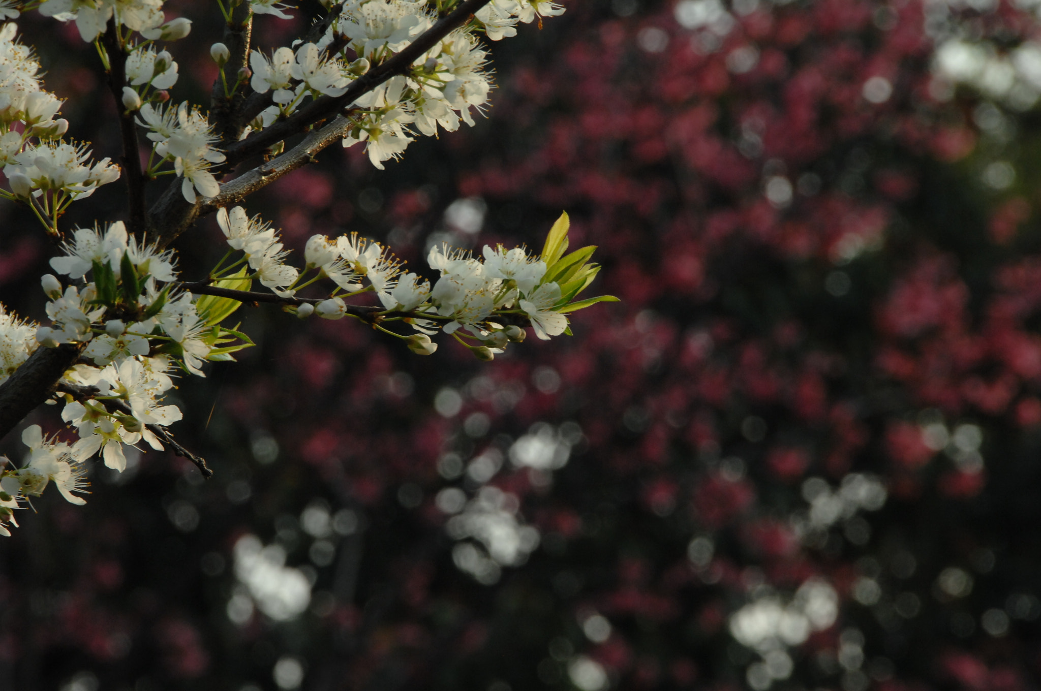 Nikon D2X sample photo. .. photography