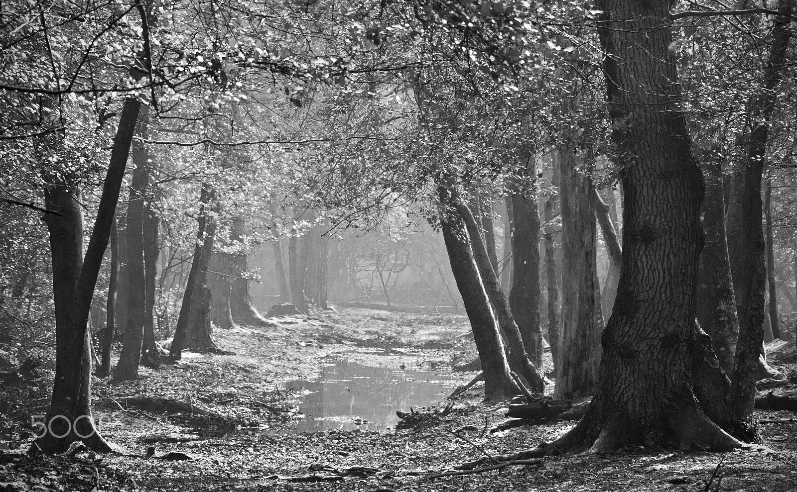 Sigma 135-400mm F4.5-5.6 APO Aspherical sample photo. The light in the forest photography