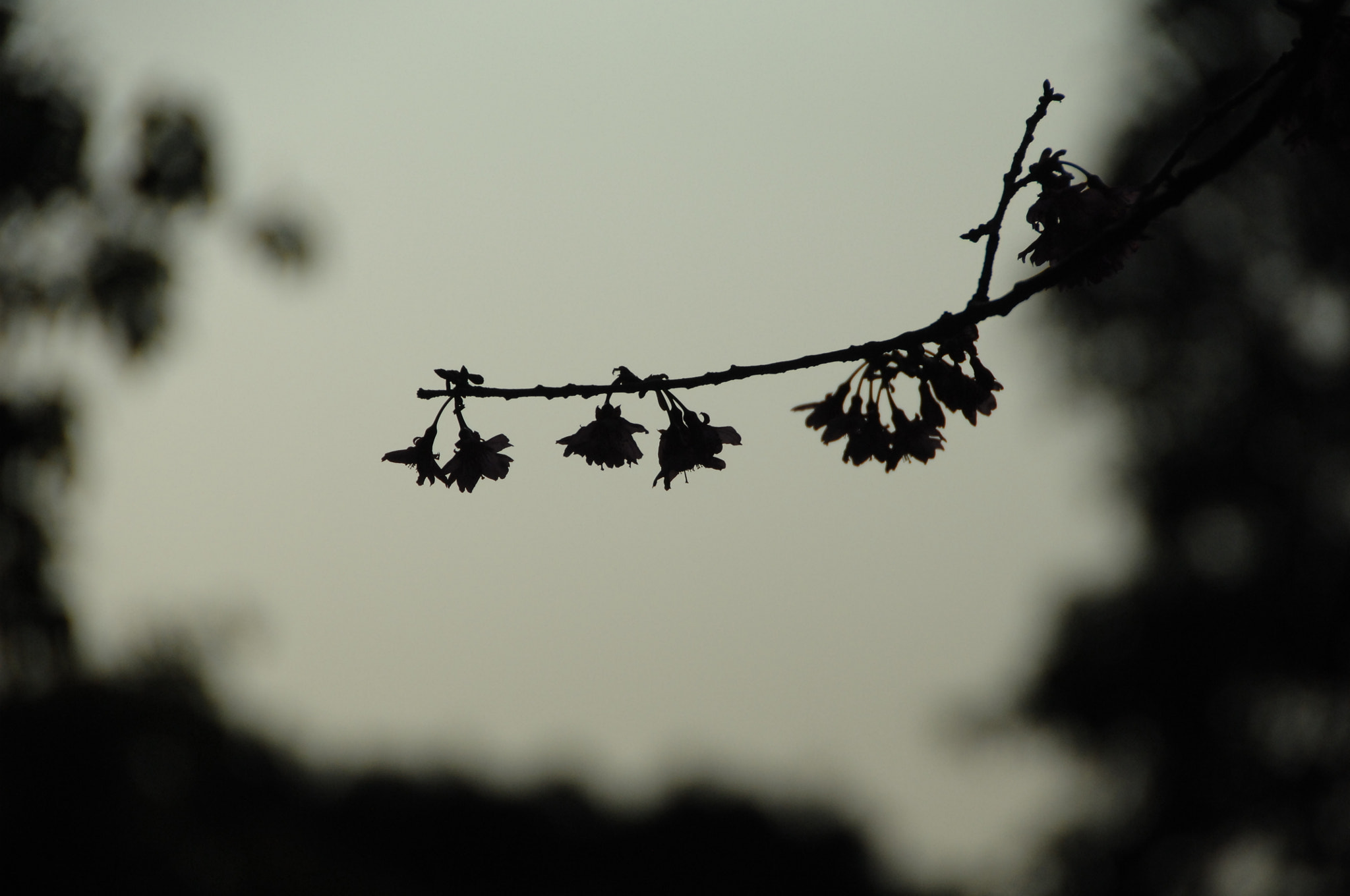 Nikon D2X sample photo. .. photography