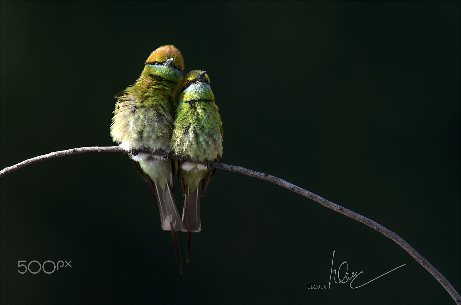 Nikon AF-S Nikkor 600mm F4D ED-IF II sample photo