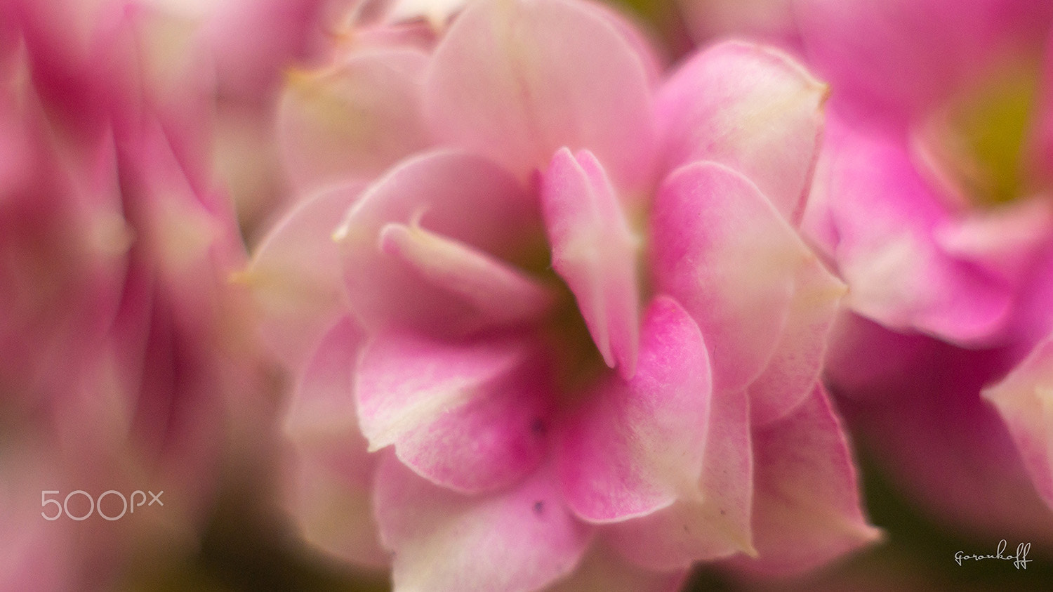Sony SLT-A35 + Minolta AF 50mm F1.7 sample photo. Pink flowers photography