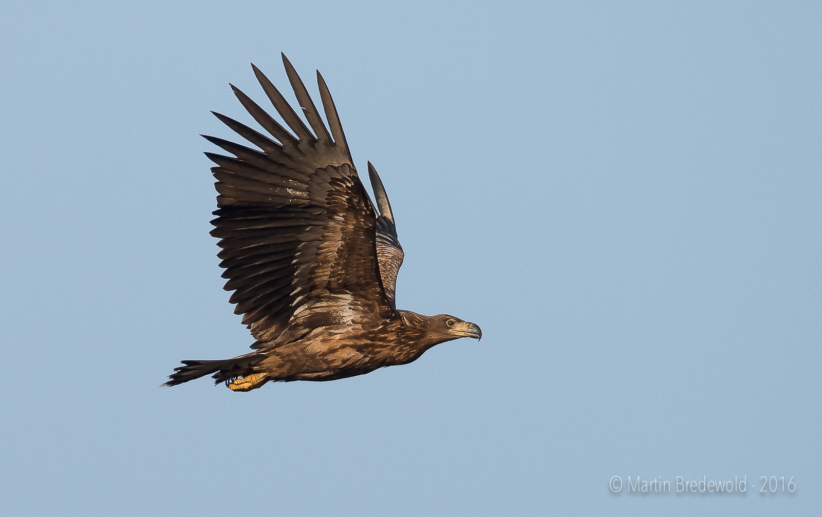 Sigma 150-600mm F5-6.3 DG OS HSM | S sample photo. Zeearend - white-tailed eagle - haliaeetus albicilla photography