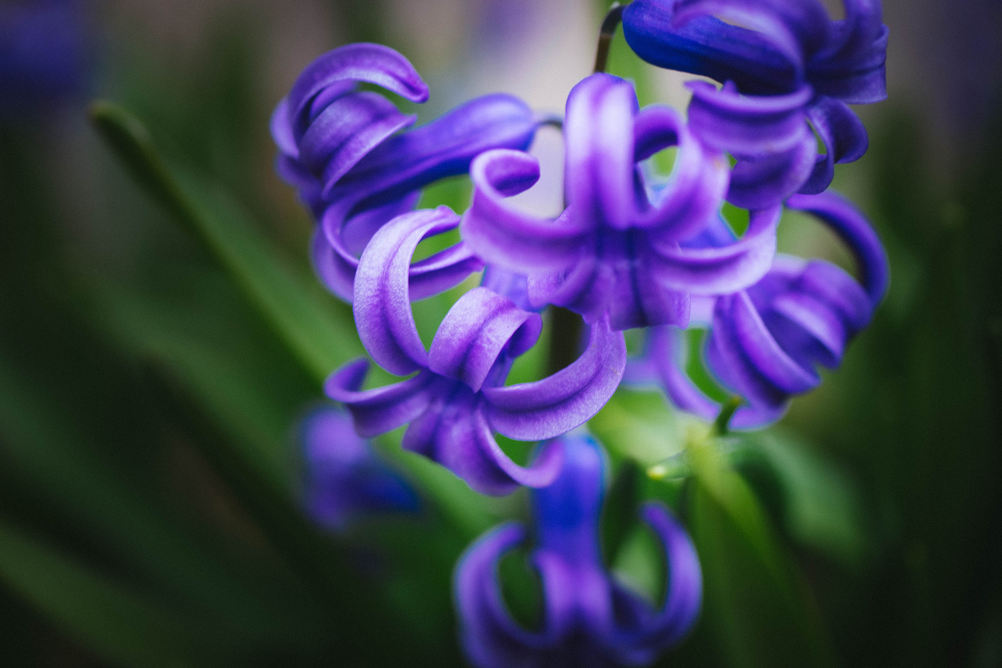 Panasonic Lumix G Macro 30mm F2.8 ASPH Mega OIS sample photo. Hyacinth photography