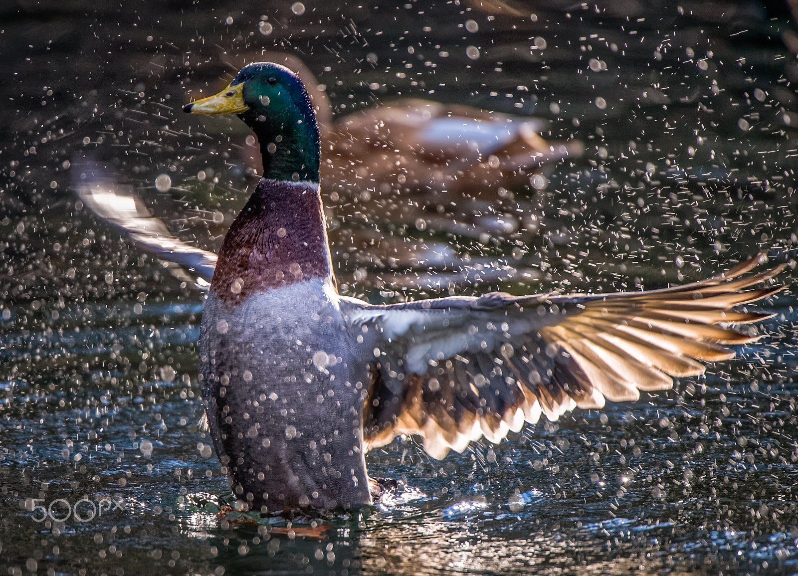 Nikon AF-S Nikkor 200-400mm F4G ED-IF VR sample photo. Munich mallard photography