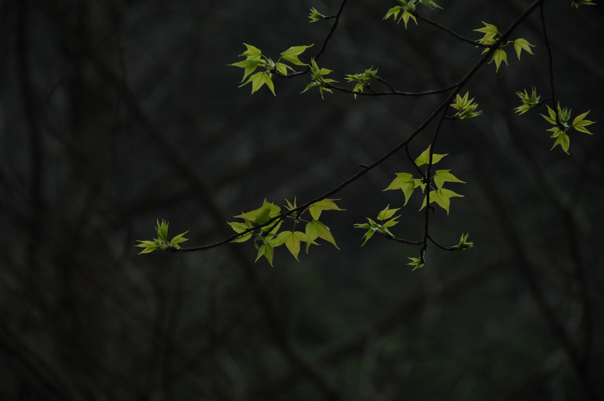 Nikon D2X sample photo. .. photography