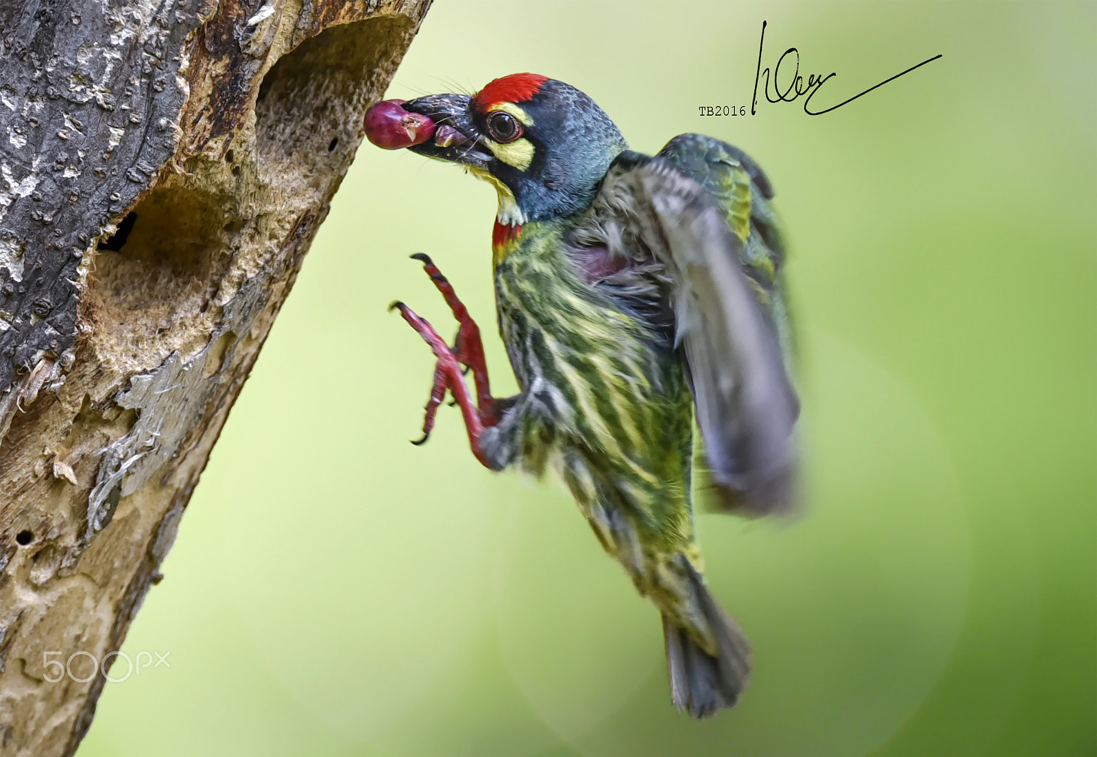 Nikon AF-S Nikkor 600mm F4D ED-IF II sample photo