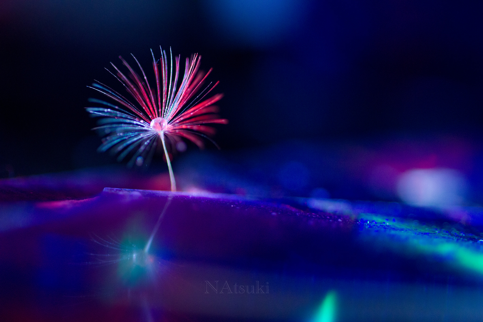 Sigma 50mm f/1.4 EX DG HSM + 1.4x sample photo. Beautiful planet photography