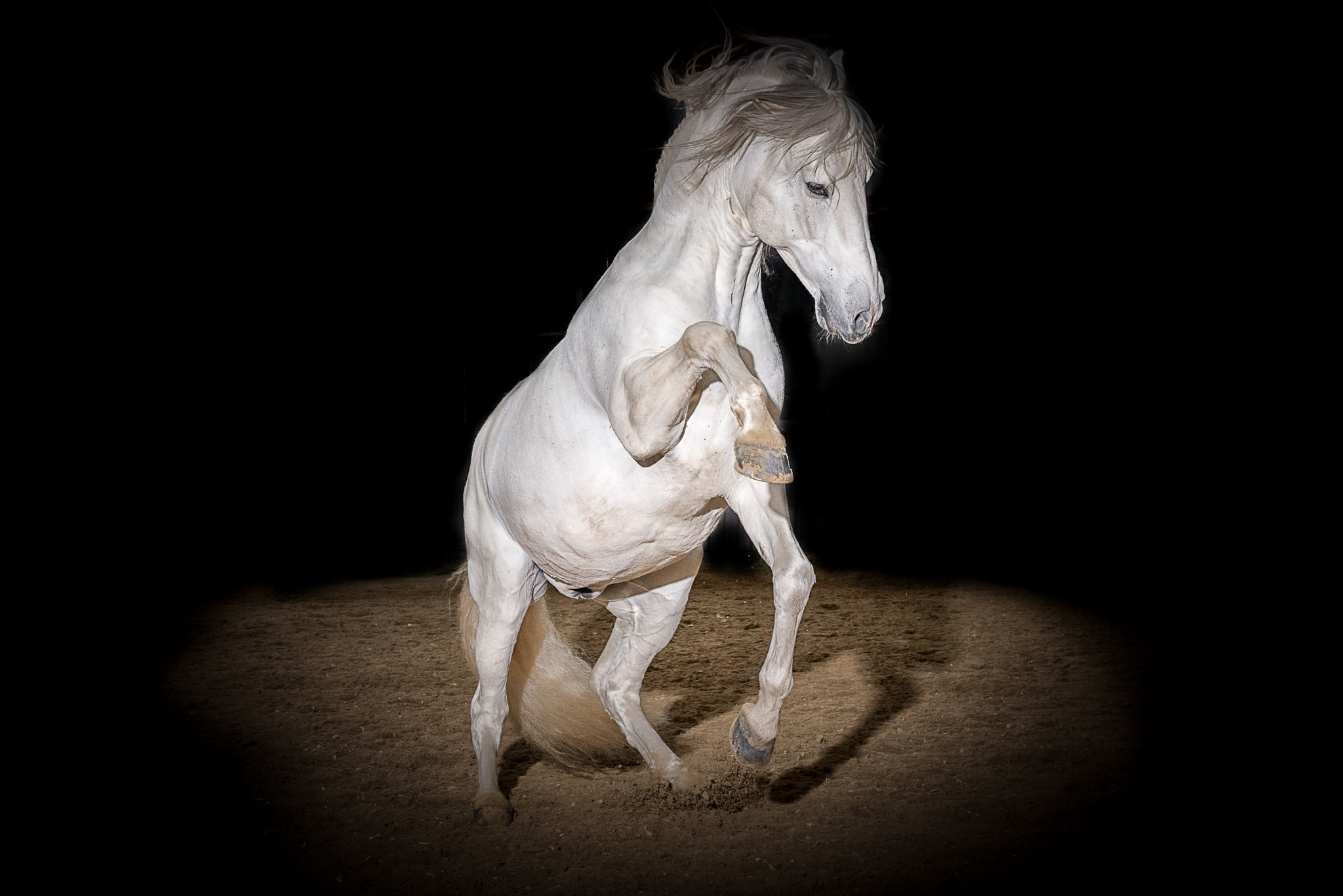 Nikon D800E + Nikon AF-S Nikkor 58mm F1.4G sample photo. Pre stallion albatros z photography