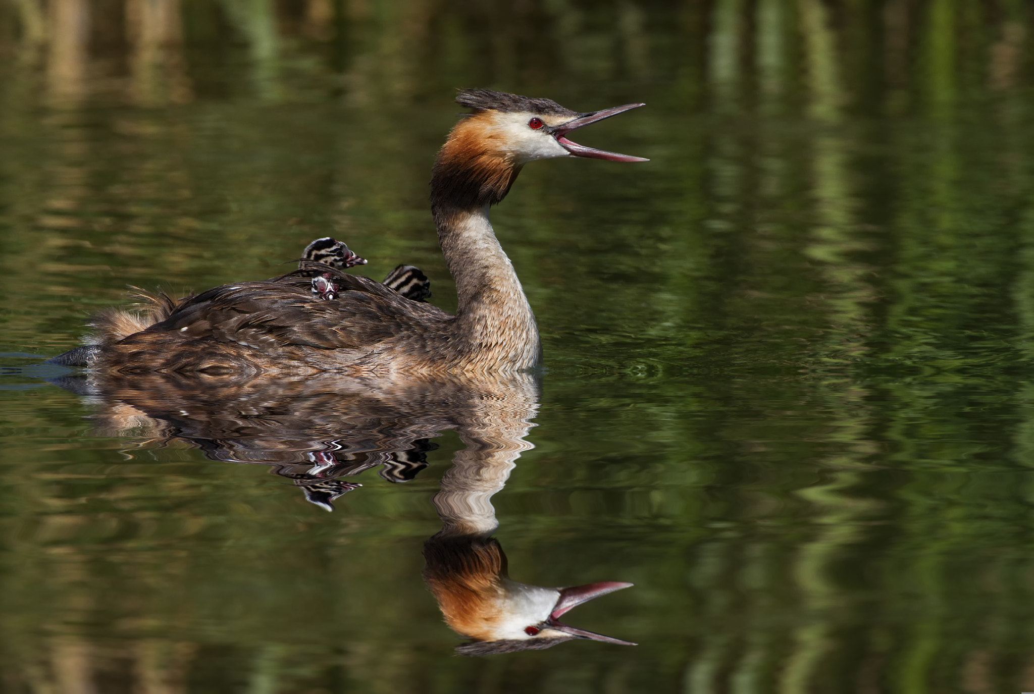 Canon EOS 7D + Canon EF 300mm F2.8L IS II USM sample photo. Haubentaucher photography