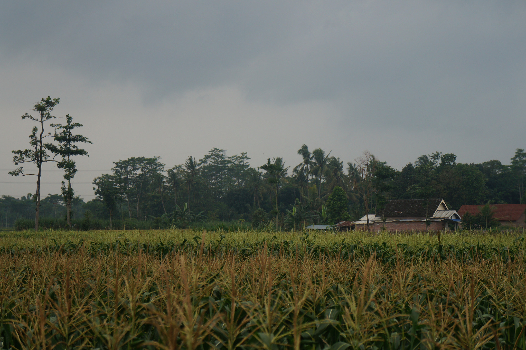 Sony FE 28-70mm F3.5-5.6 OSS sample photo. Overcast in the fields photography