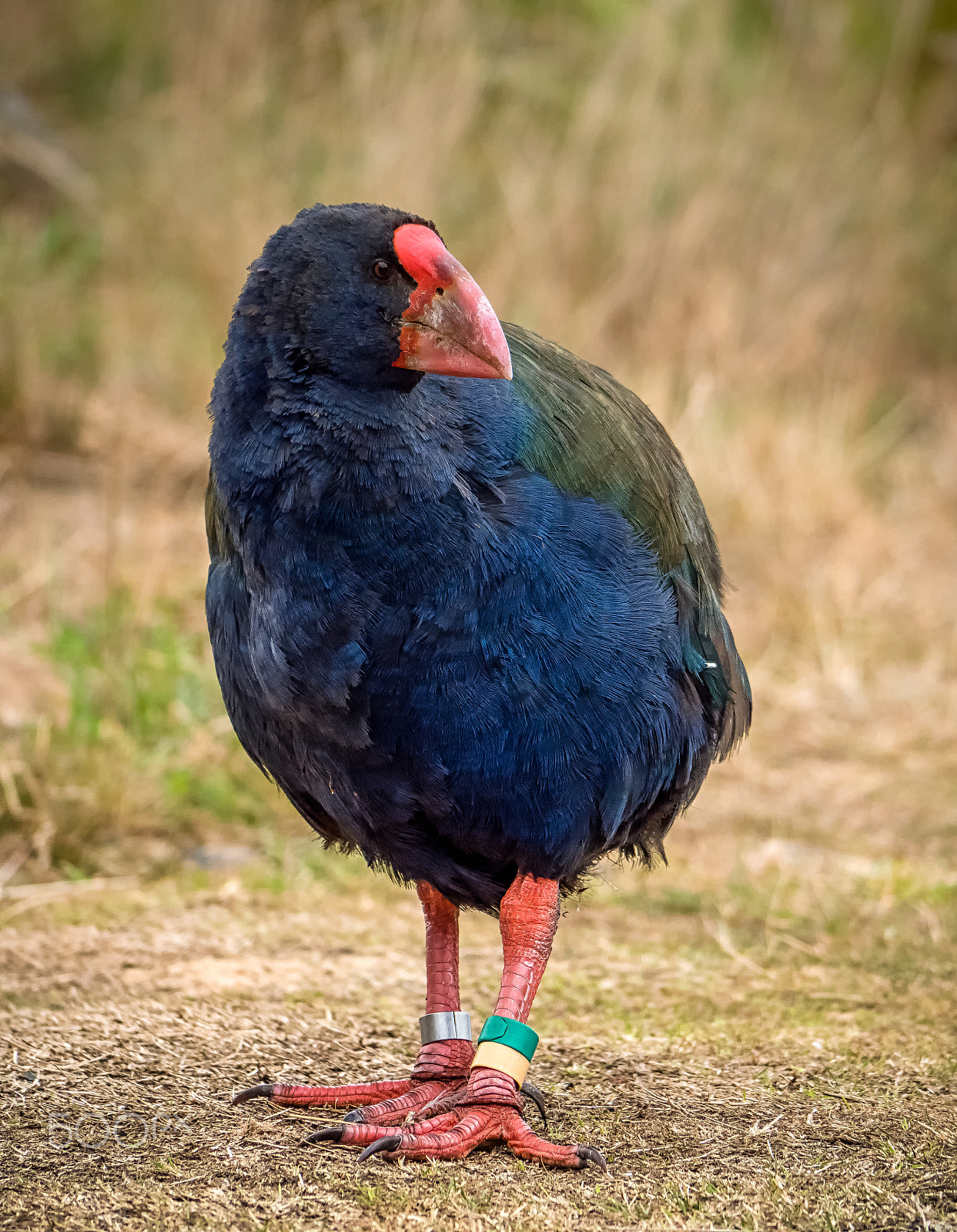 Panasonic Lumix DMC-GH4 sample photo. Takahe photography
