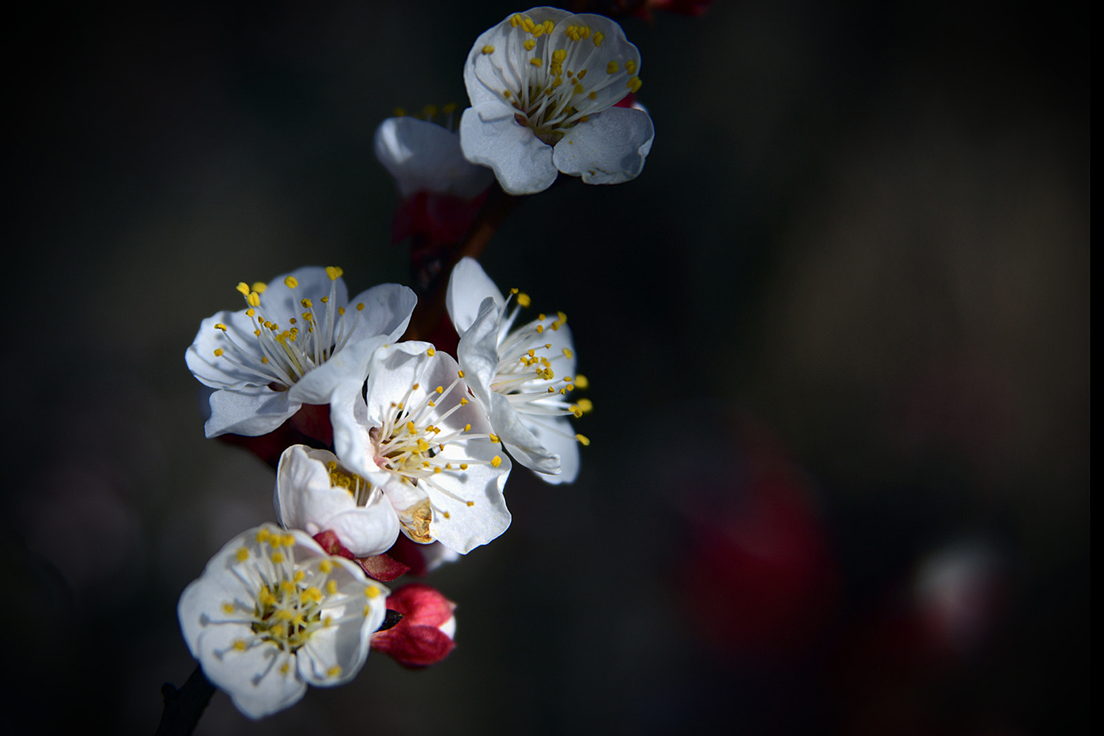 Nikon D810 + Nikon AF Nikkor 24-85mm F2.8-4D IF sample photo. Spring is in the air... photography