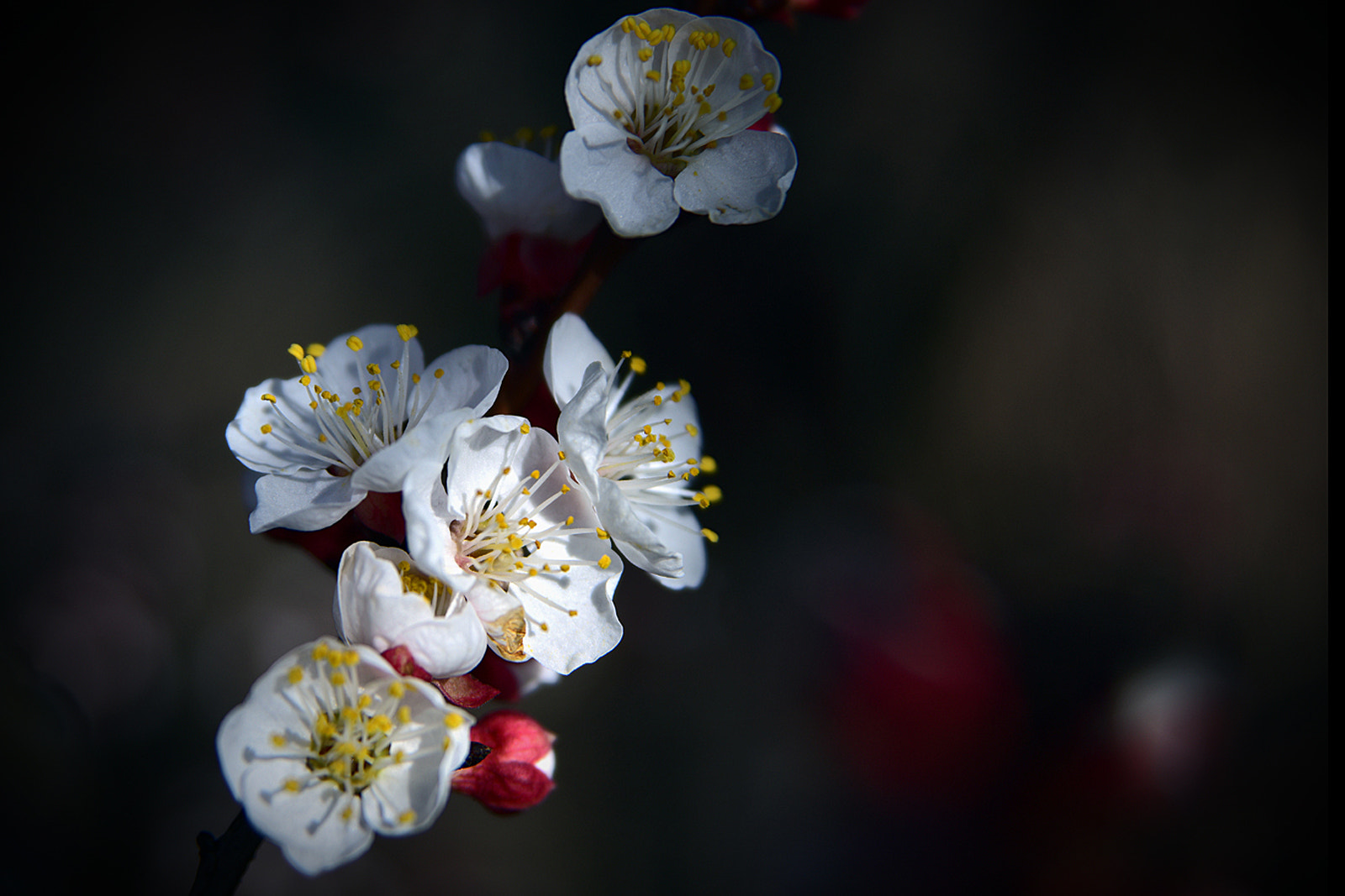Nikon AF Nikkor 24-85mm F2.8-4D IF sample photo. Spring is in the air... photography