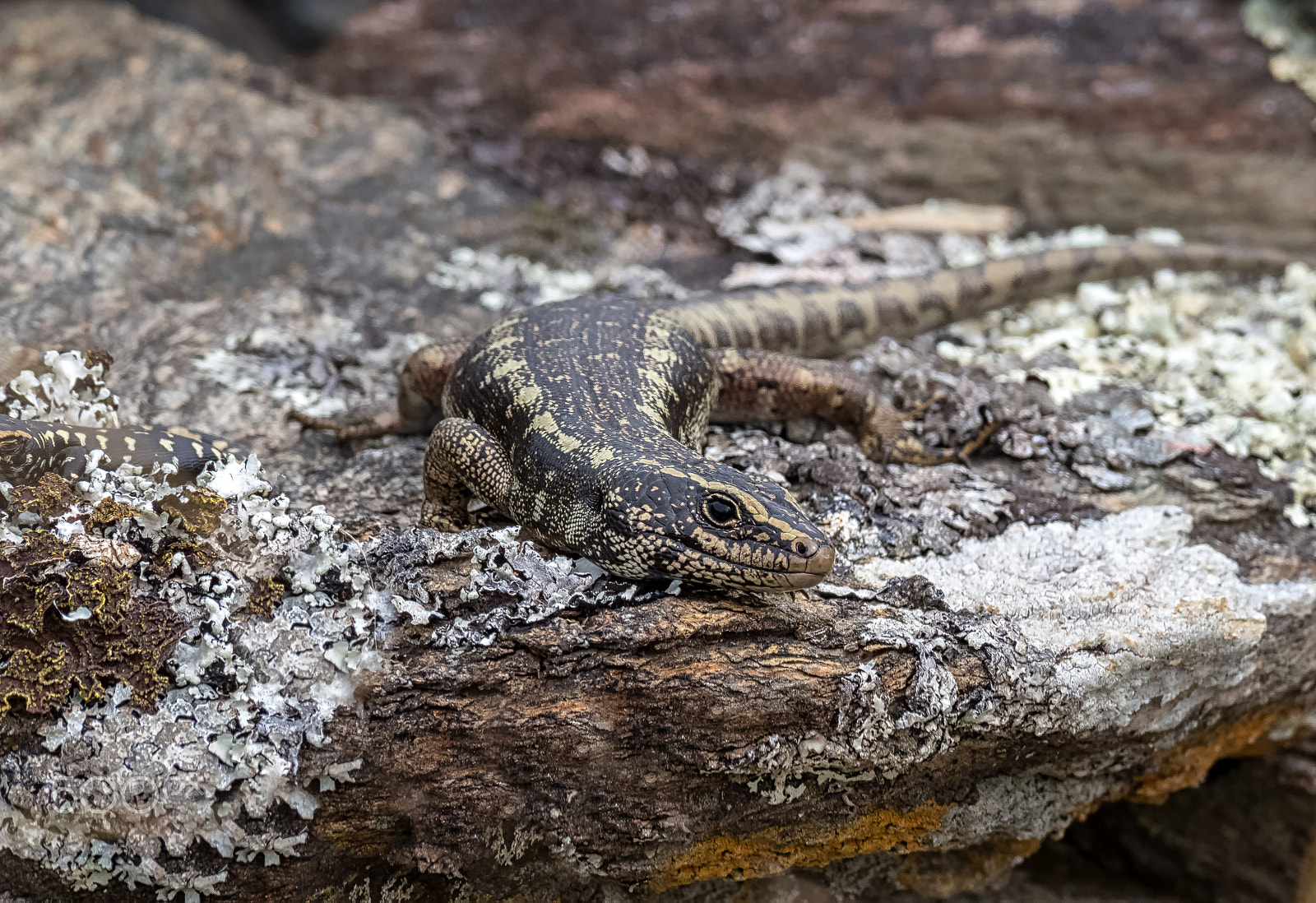 Panasonic Lumix DMC-GH4 sample photo. Otago skink photography