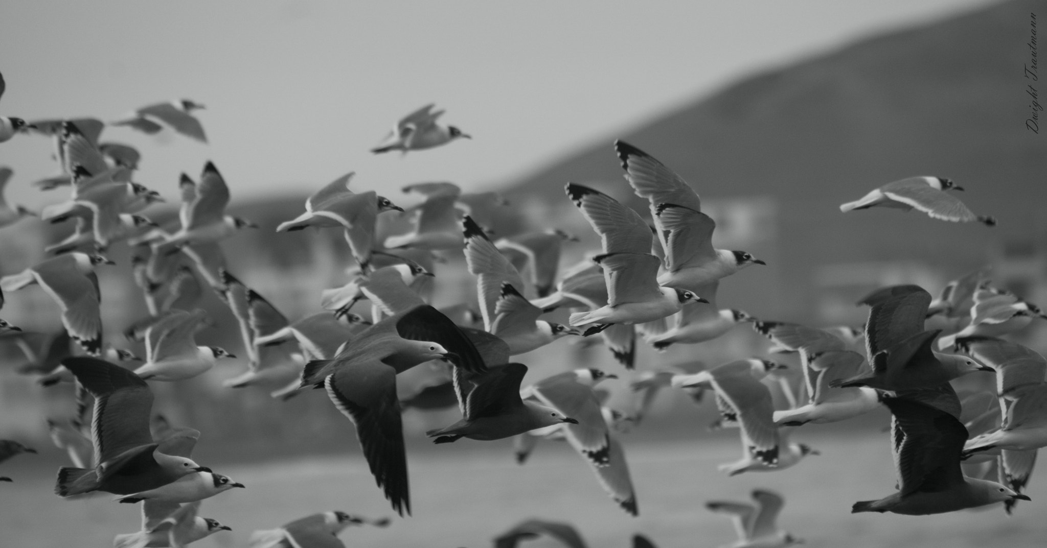 Sigma 150-500mm F5-6.3 DG OS HSM sample photo. Flock of seagulls photography