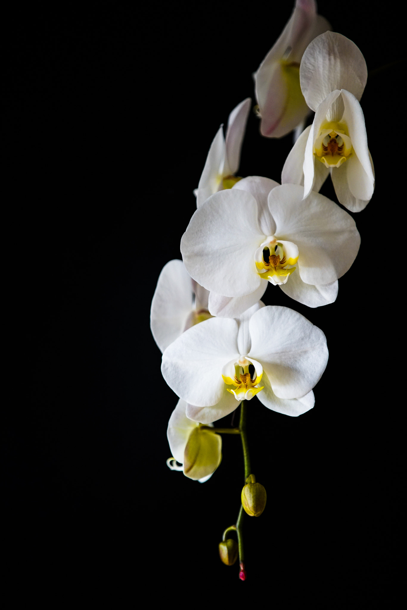 Sony a7R II + 70-200mm F2.8 G SSM OSS II sample photo. White orchid photography