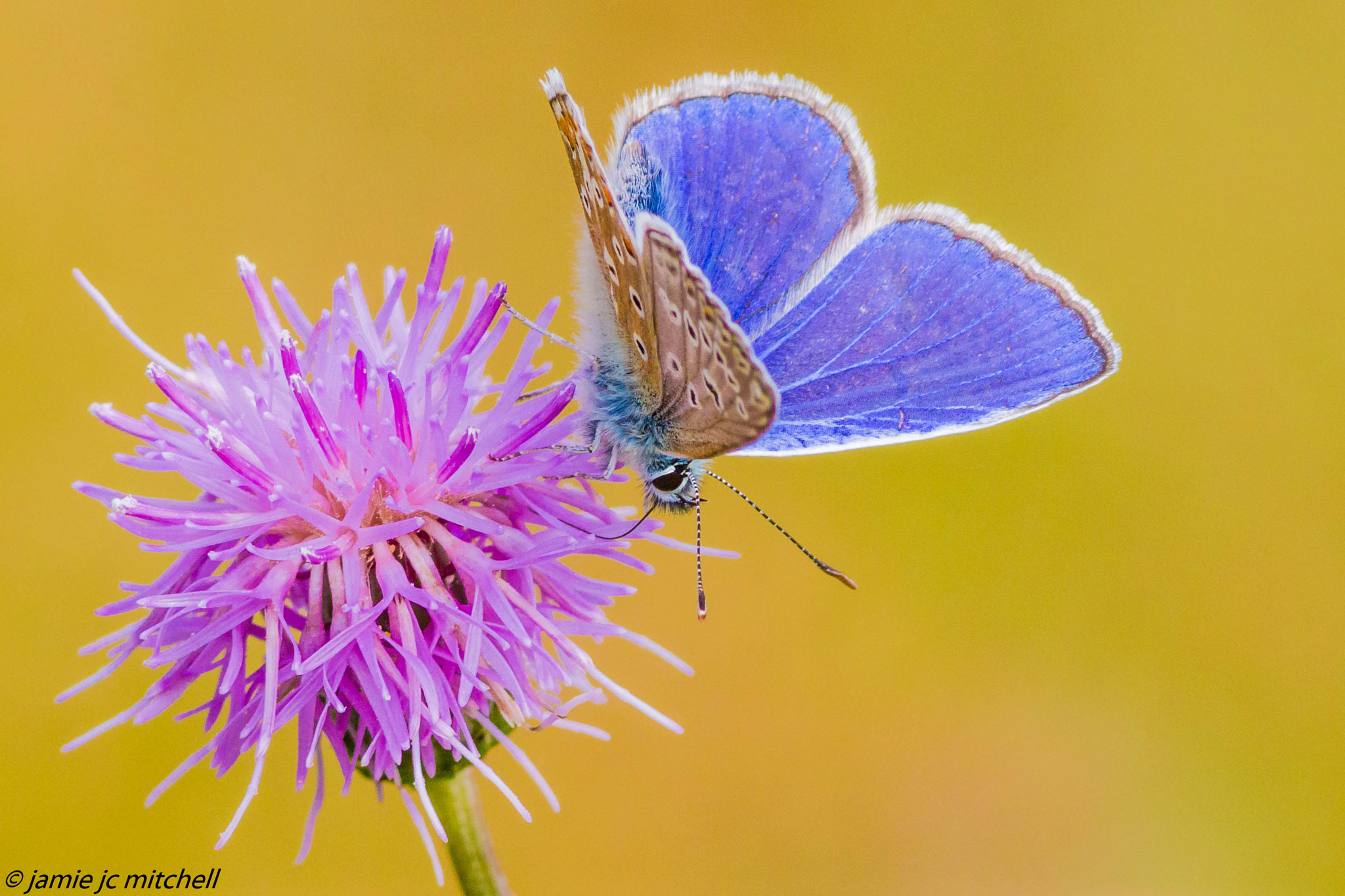 Canon EF 300mm F4L IS USM sample photo. Common blue photography
