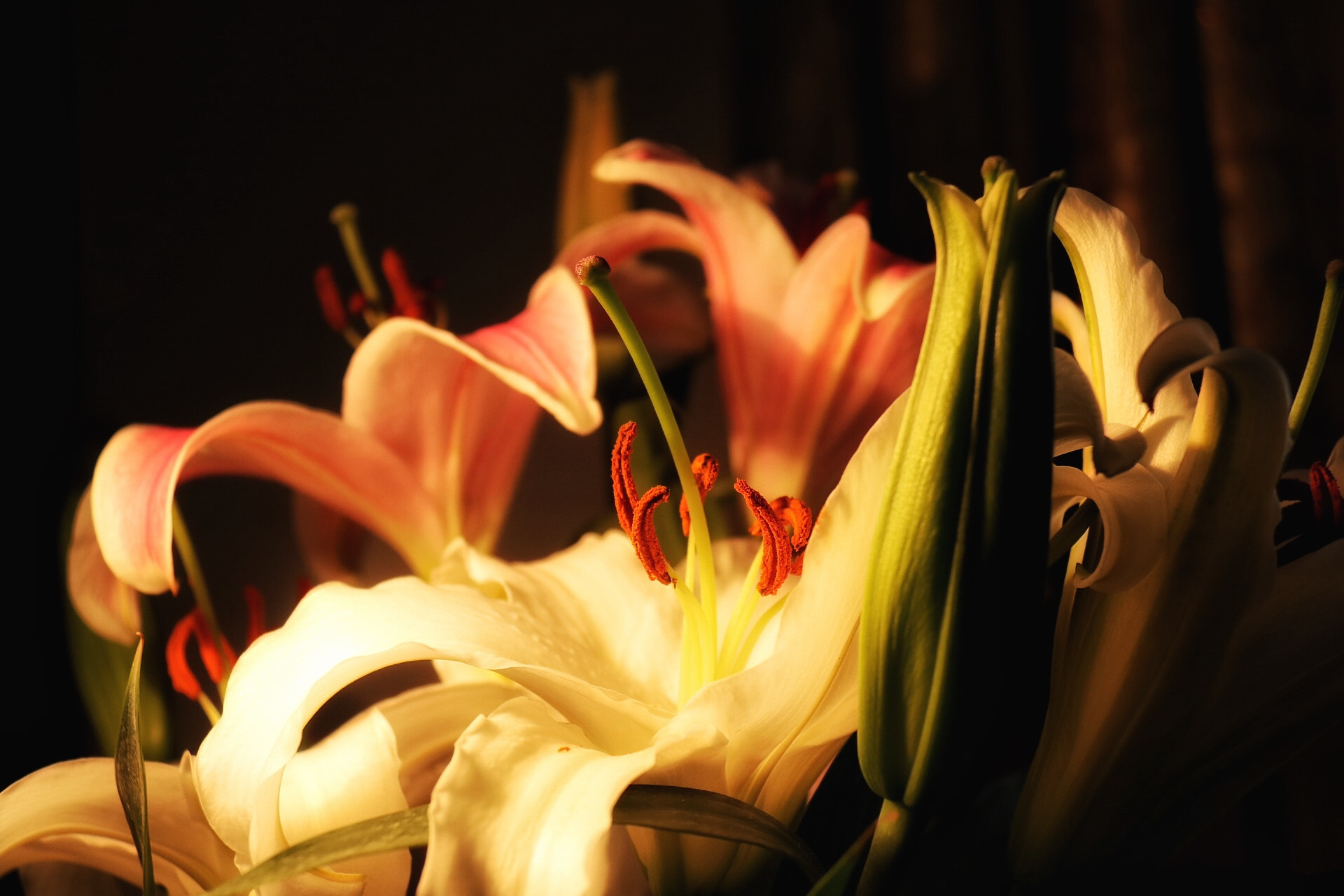 Canon EOS 760D (EOS Rebel T6s / EOS 8000D) + Canon EF-S 18-200mm F3.5-5.6 IS sample photo. Dancing lily in my room. photography