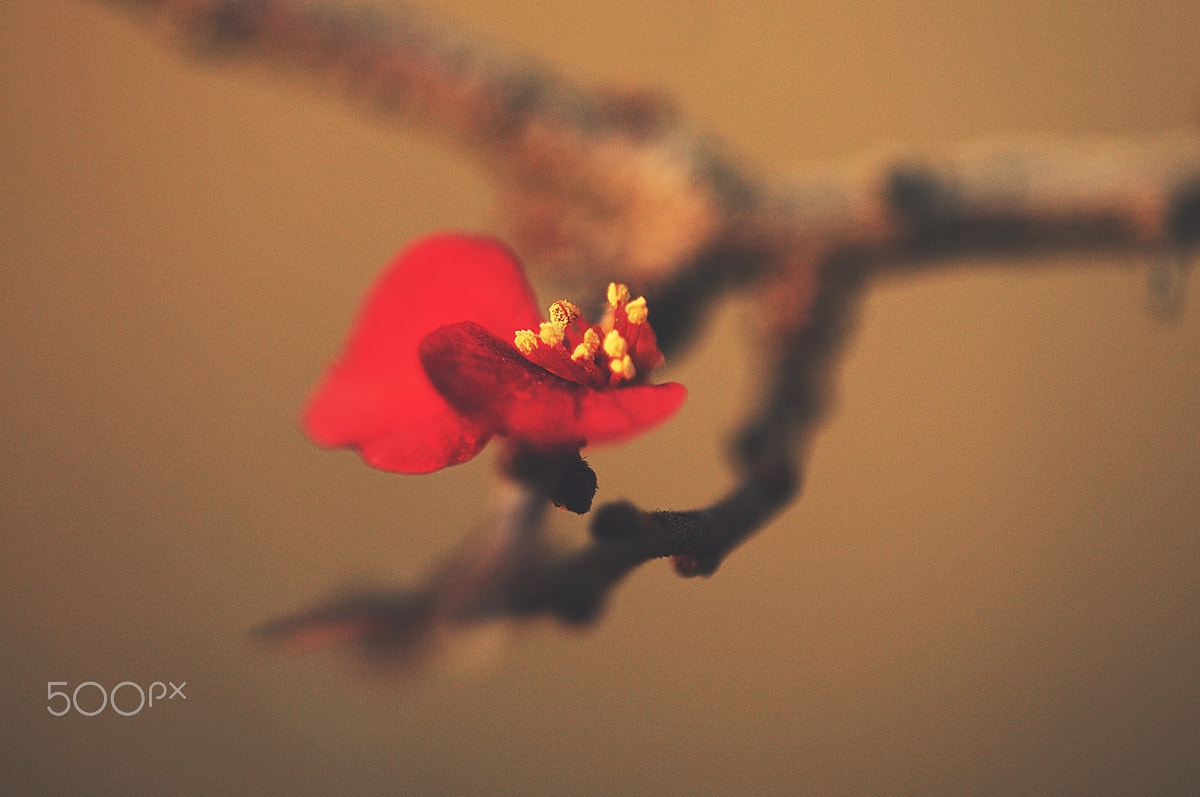 Nikon D300 + Sigma 150mm F2.8 EX DG Macro HSM sample photo. Red tree photography