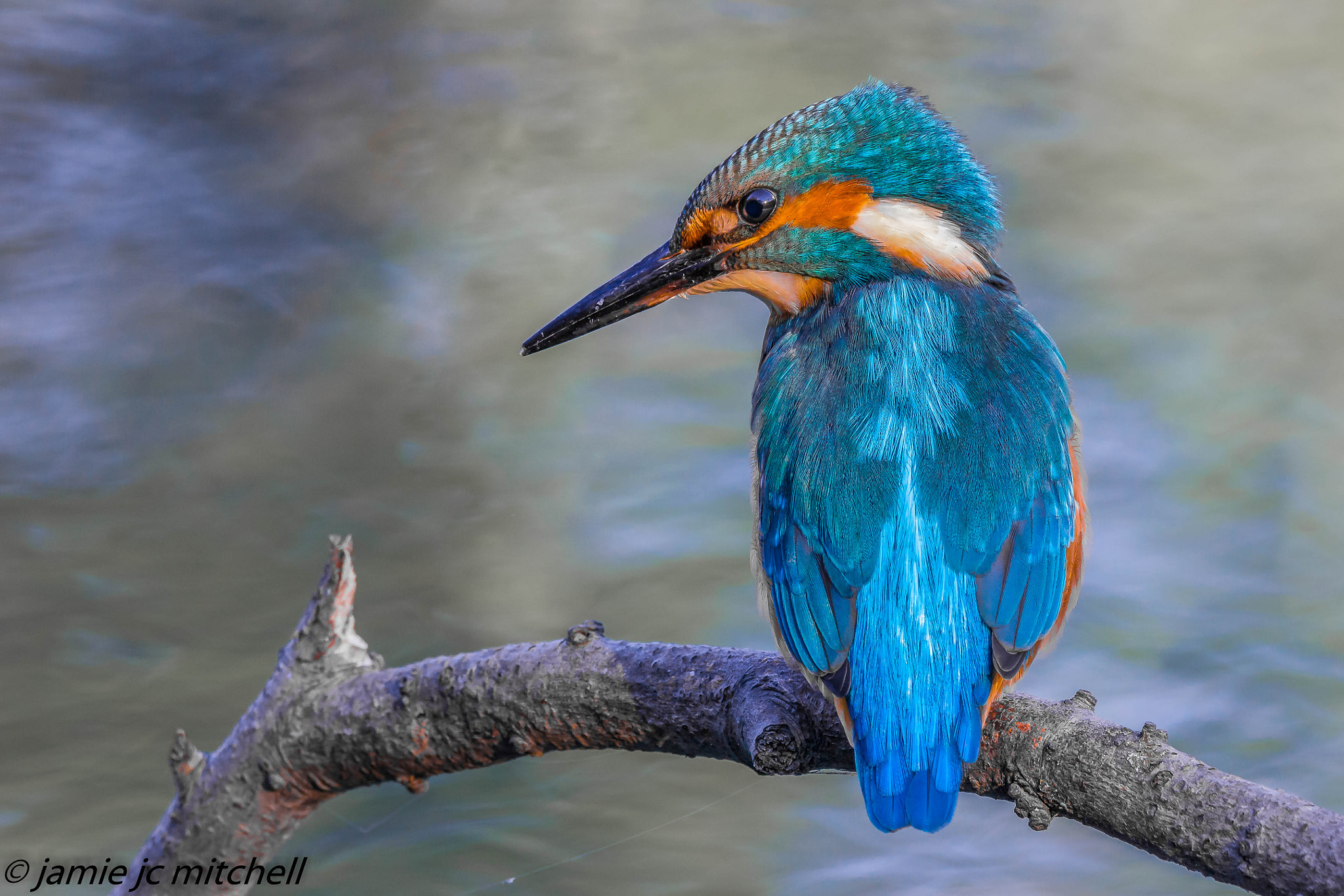 Sigma 150-600mm F5-6.3 DG OS HSM | C sample photo. Keeping an eye on the prize  photography