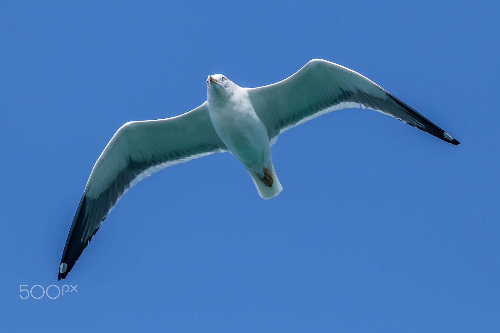 Canon EOS 6D + Canon EF 400mm F5.6L USM sample photo. Focus! photography