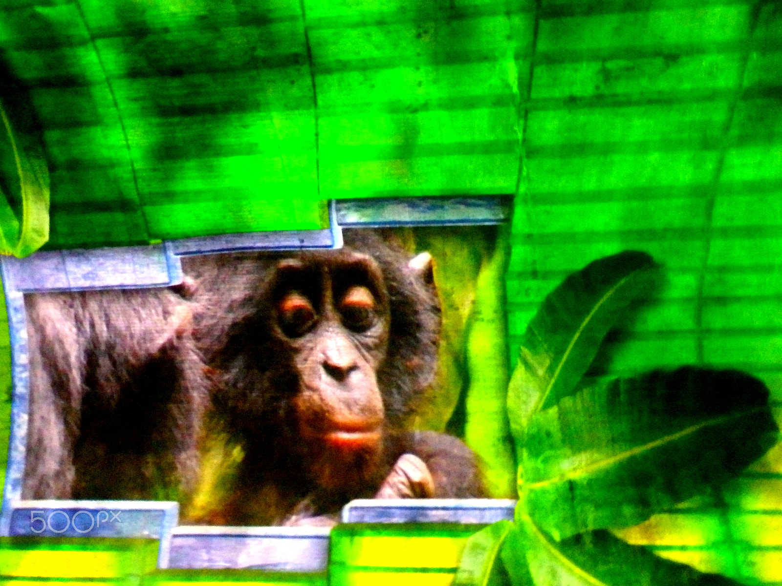 Olympus SZ-16,DZ-105 sample photo. Vivid sydney photography