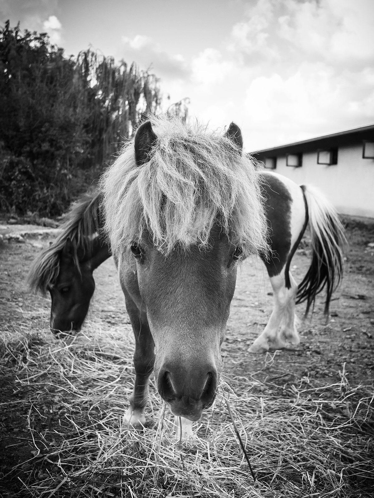 Olympus OM-D E-M10 + Panasonic Lumix G 14mm F2.5 ASPH sample photo. Pony... photography