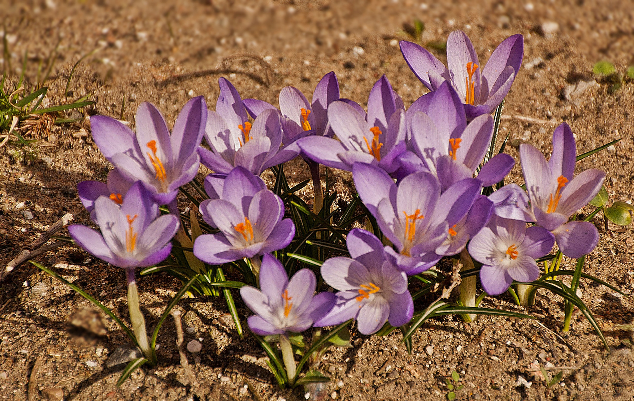 Sony Alpha DSLR-A300 + DT 18-270mm F3.5-6.3 SSM sample photo. Krokusy5 photography