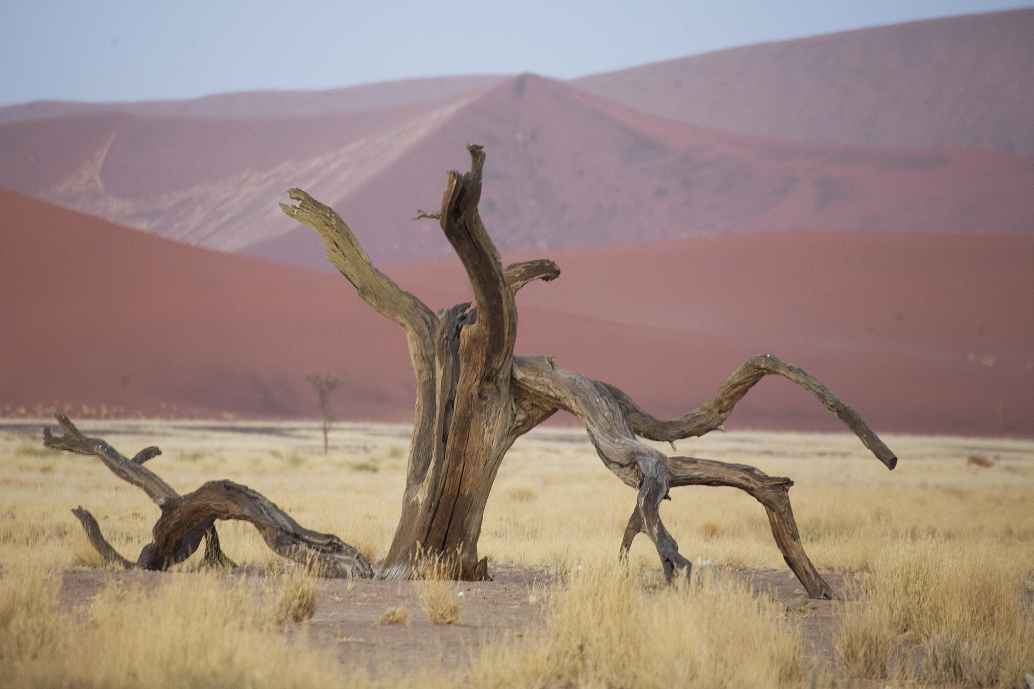 Canon EF 100-400mm F4.5-5.6L IS USM sample photo. F namib dead vlei photography