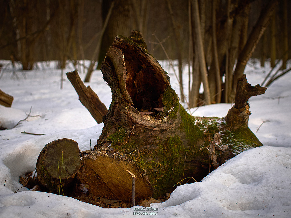 Olympus PEN E-PL5 + Sigma 30mm F2.8 DN Art sample photo. Zerg iii photography