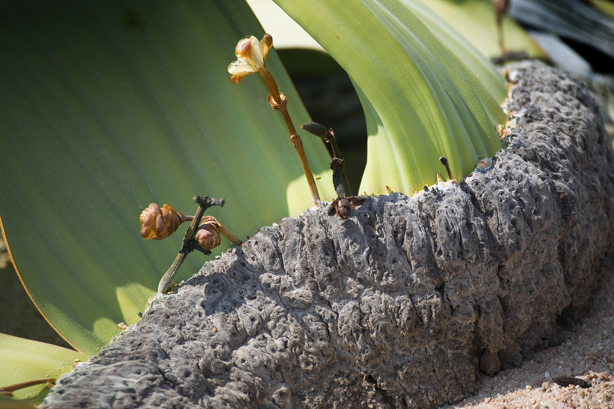 Canon EF 100-400mm F4.5-5.6L IS USM sample photo. F namib damaraland welwitschia mirabilis fiore femmina photography