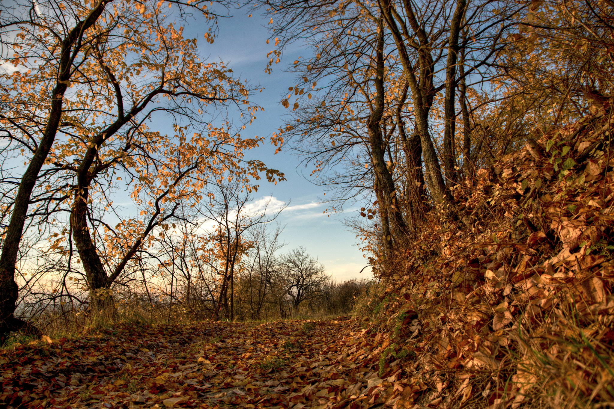 Nikon D5300 + Sigma 17-70mm F2.8-4 DC Macro OS HSM | C sample photo. Memories of autumn photography