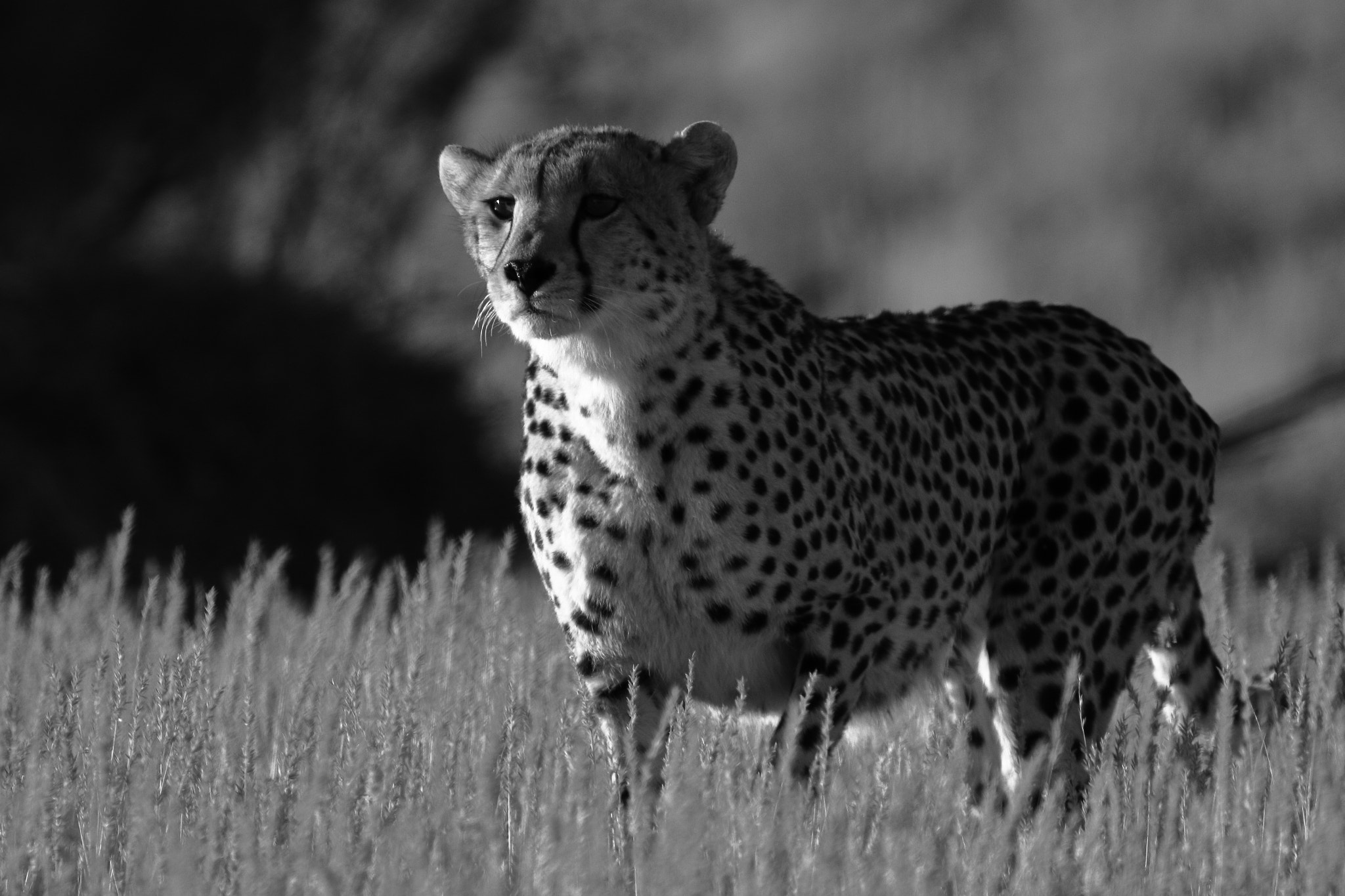 Canon EOS 7D + Canon EF 100-400mm F4.5-5.6L IS II USM sample photo. Cheetah stalking jackal-kalagadi, south africa photography