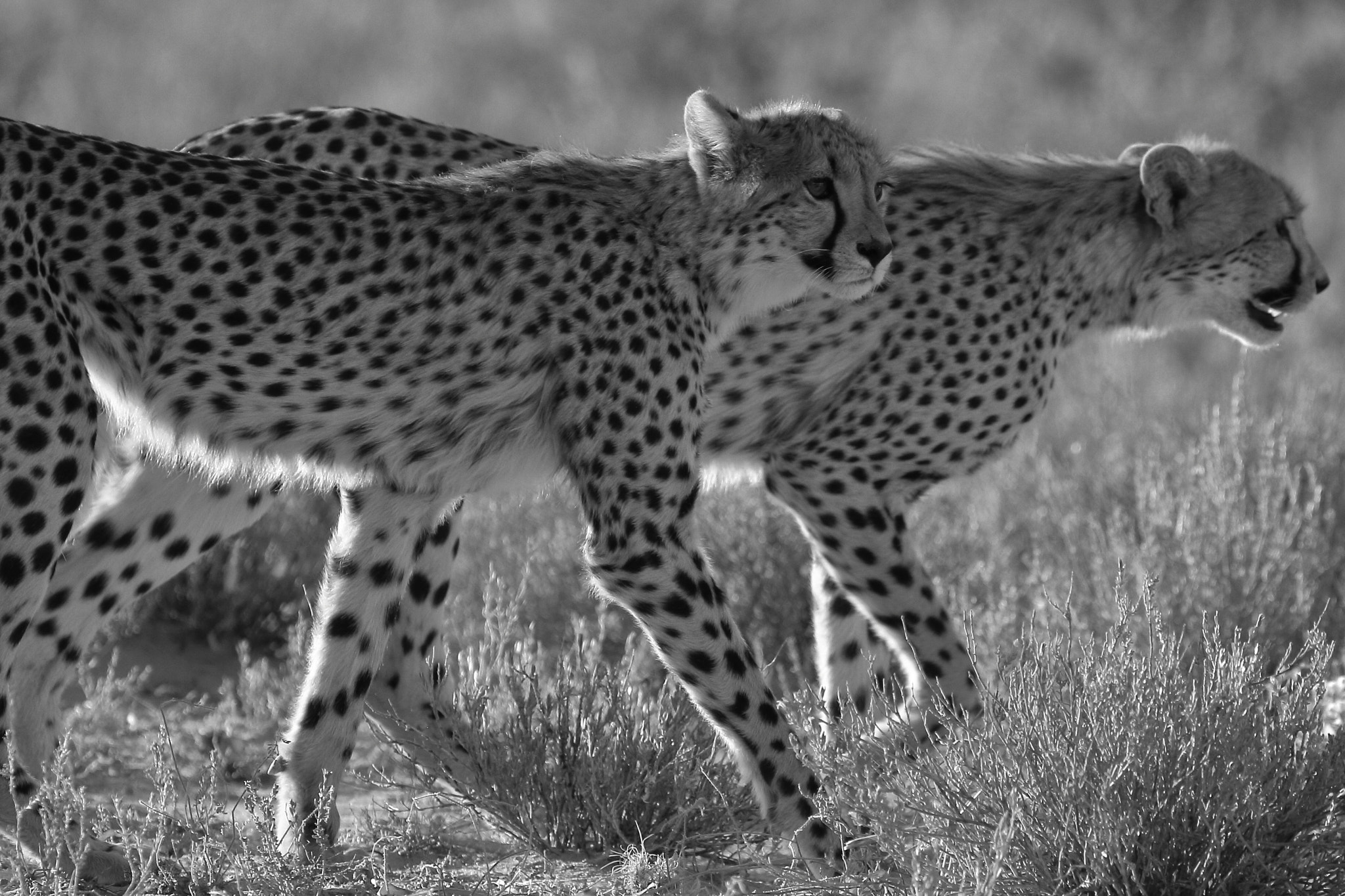 Canon EF 100-400mm F4.5-5.6L IS II USM sample photo. Cheetah-kalagadi, south africa photography